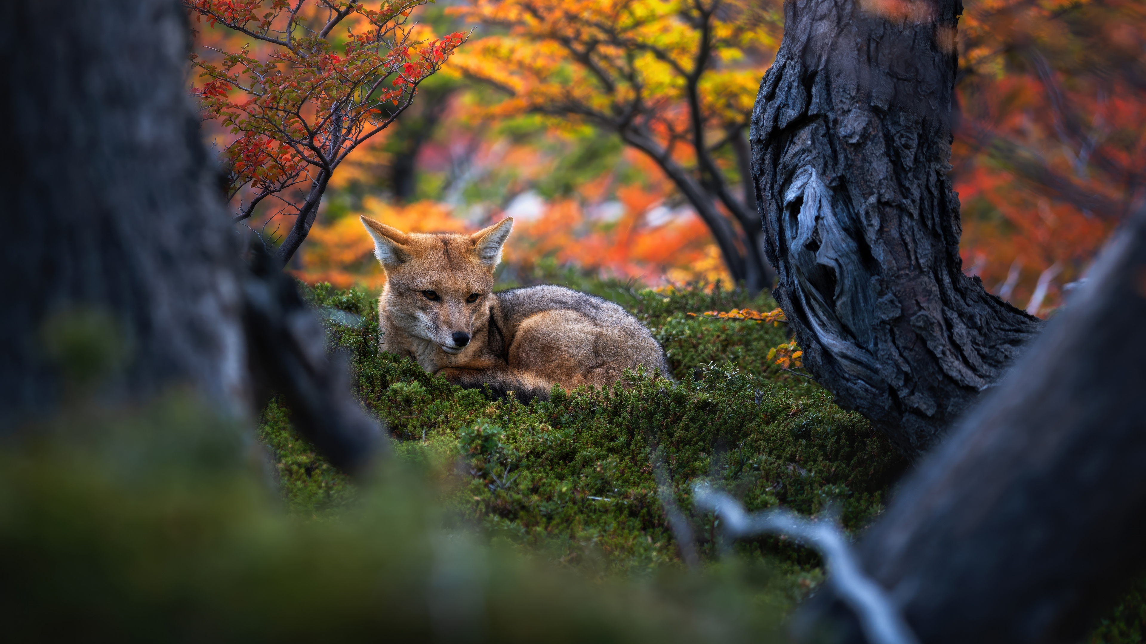 Patagonian fox Wallpaper