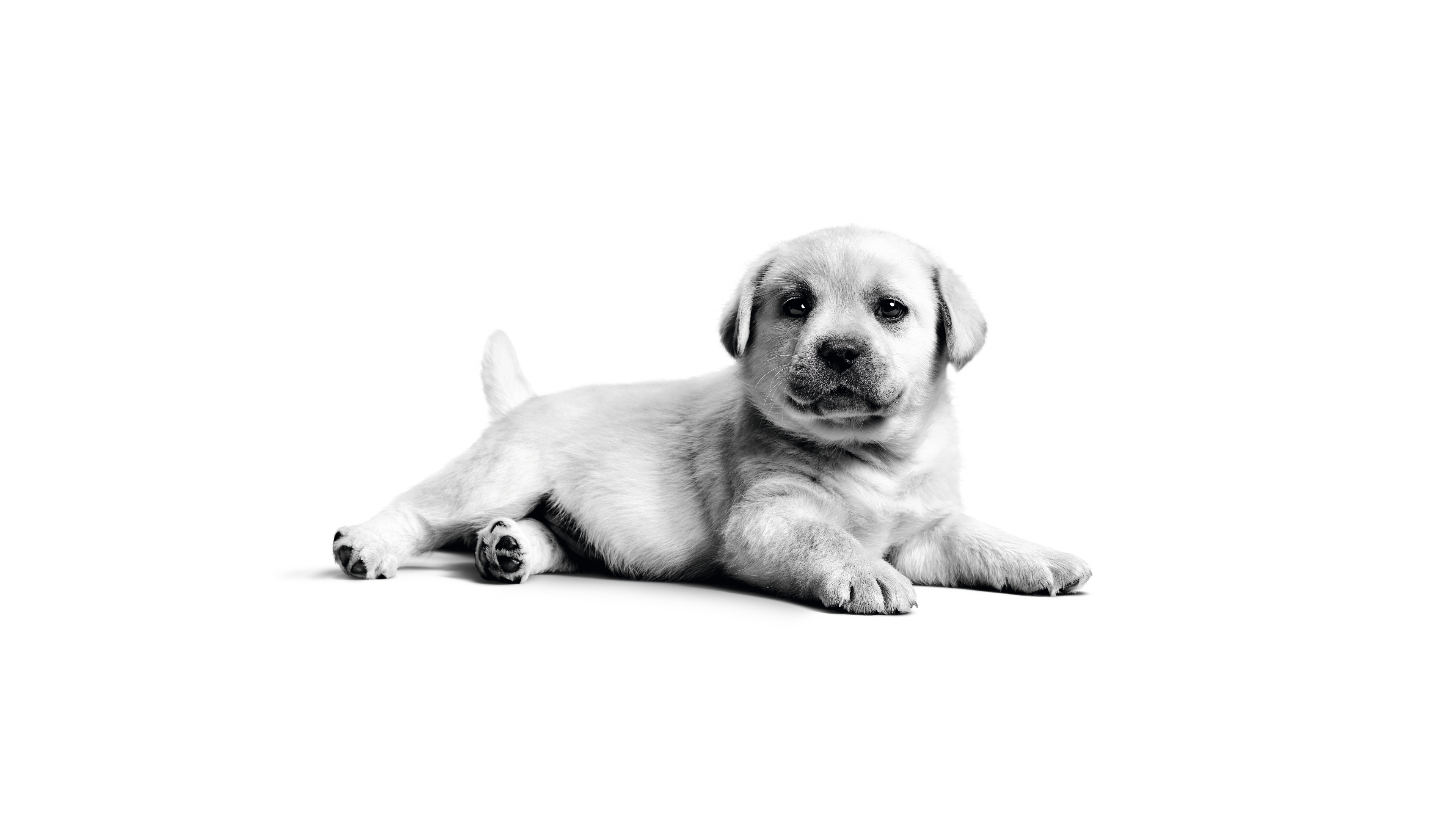 Labrador puppy Wallpaper