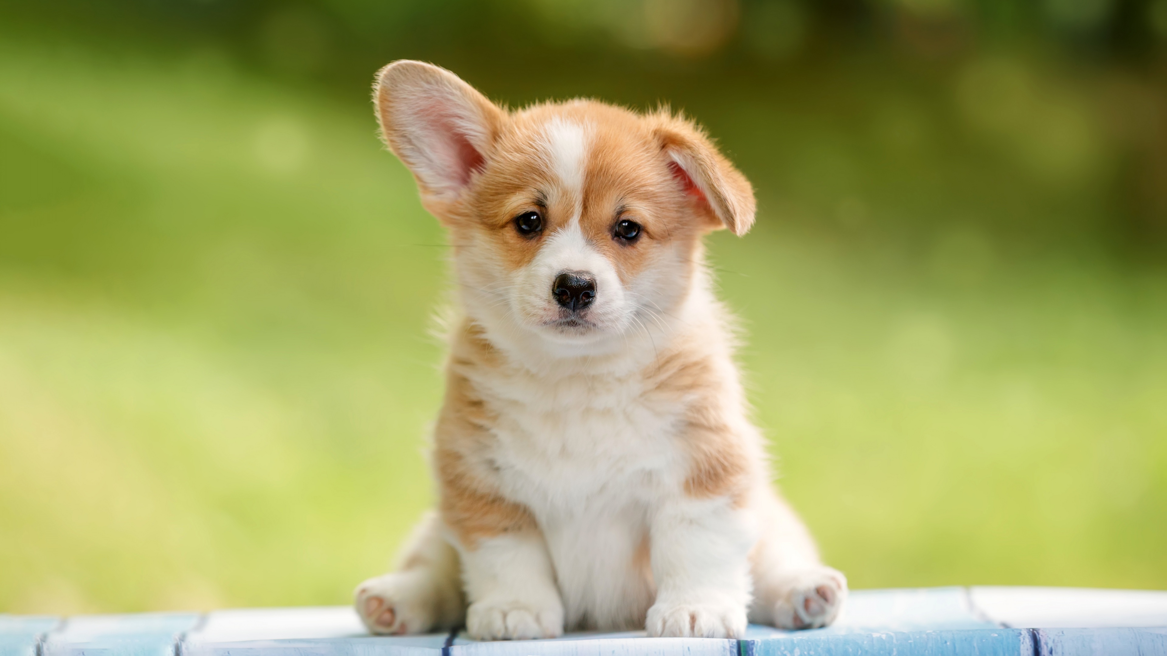 Corgi puppy Wallpaper