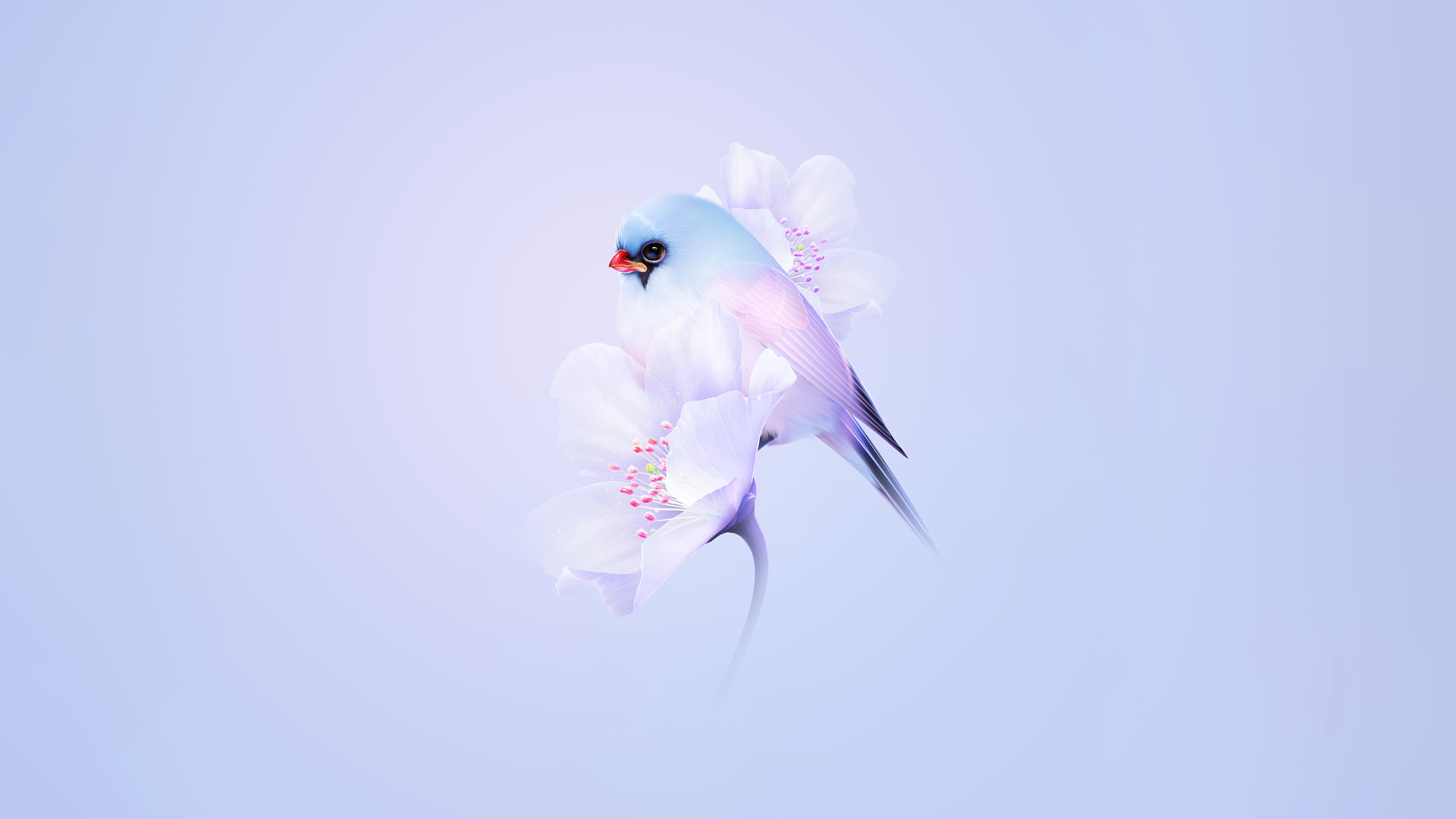 Cute bird Wallpaper
