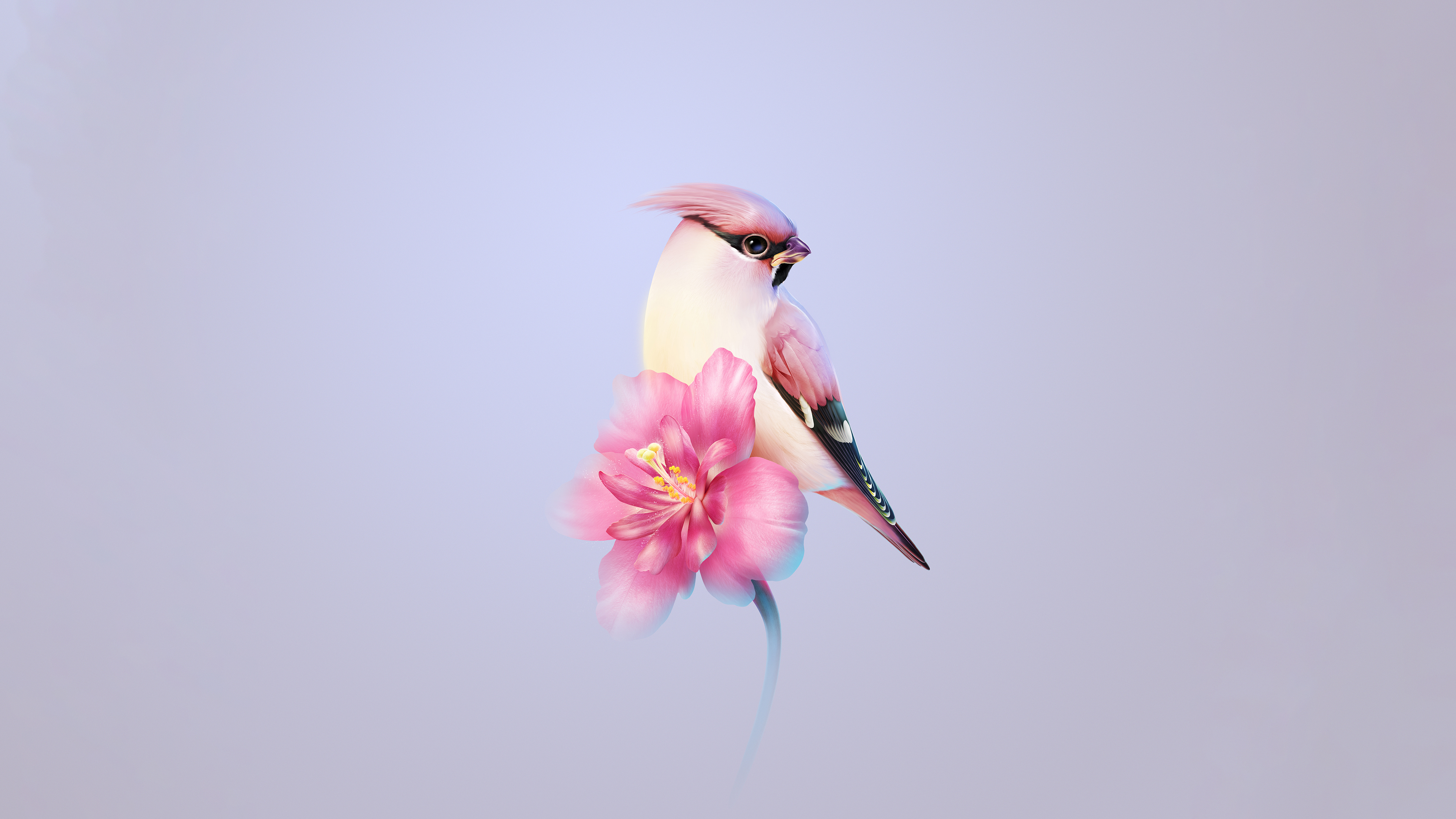 Bohemian waxwing Wallpaper