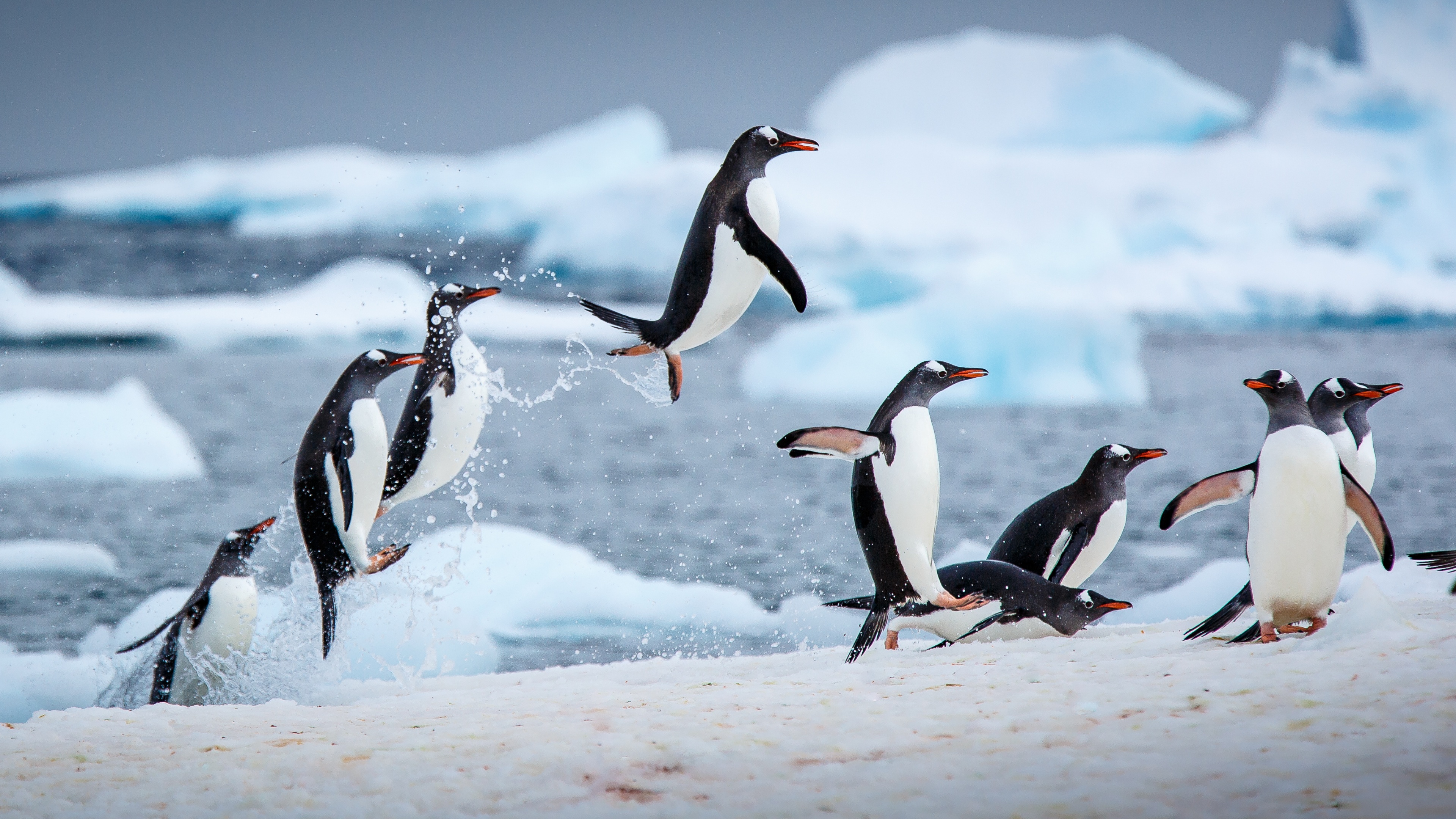 Gentoo penguins Wallpaper