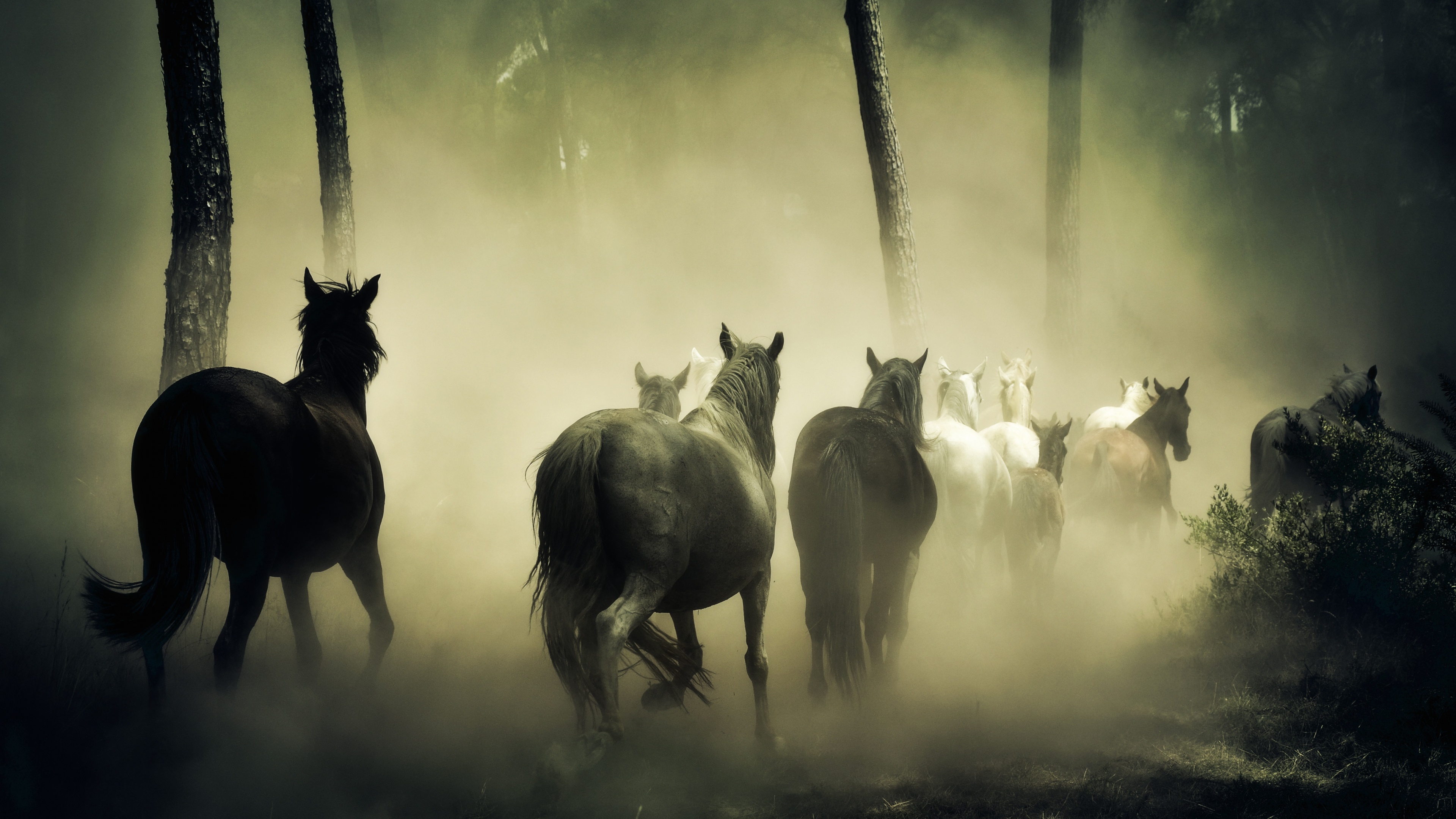 Horses Wallpaper