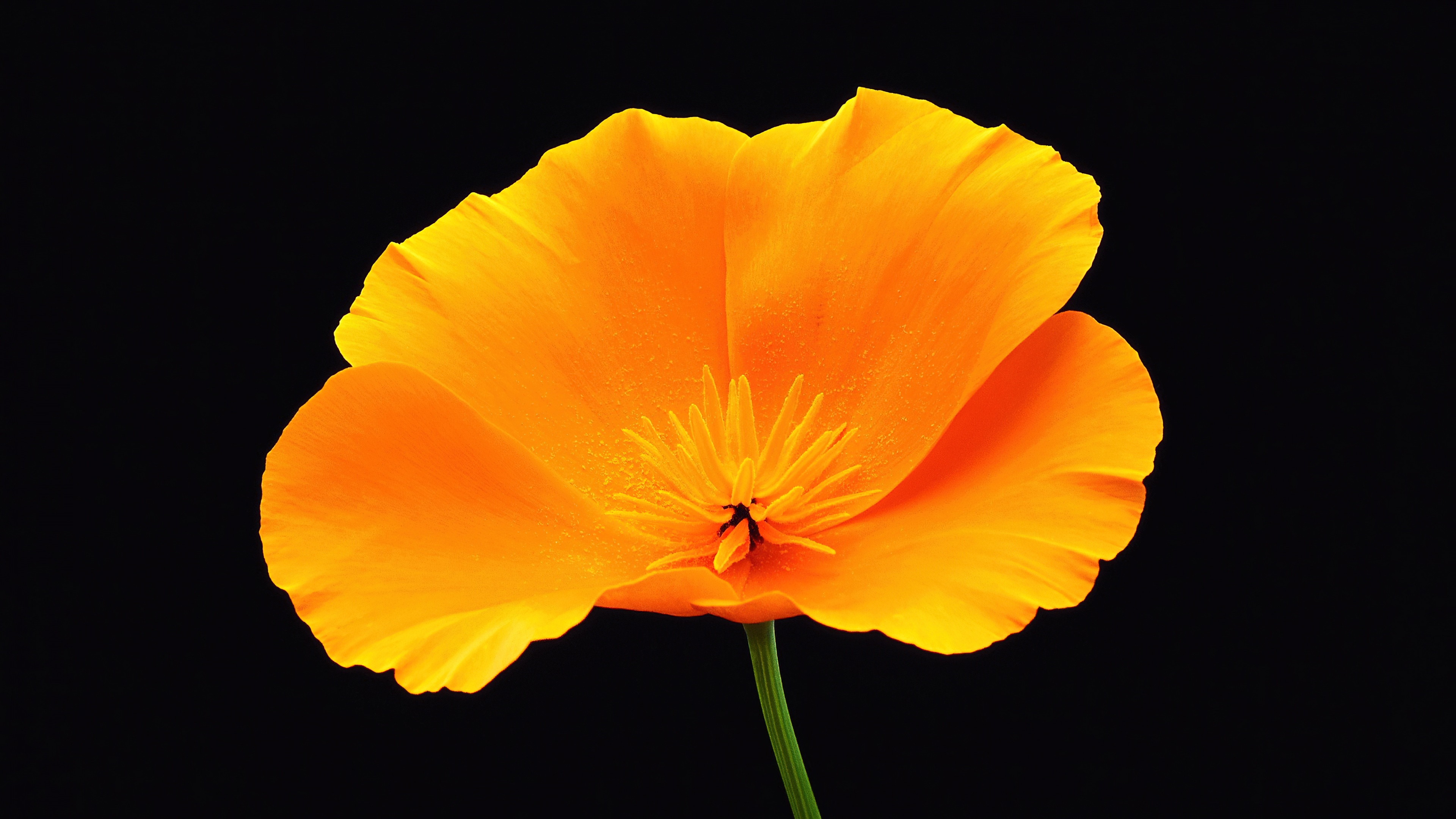 Poppy flower Wallpaper