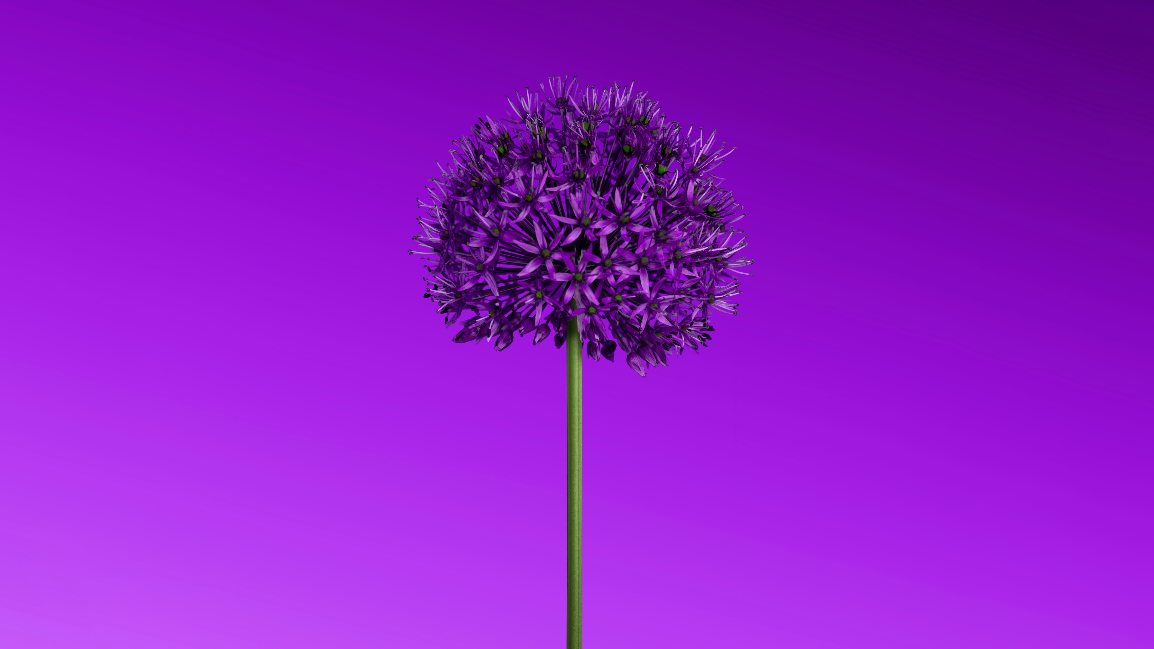 Allium flower Wallpaper