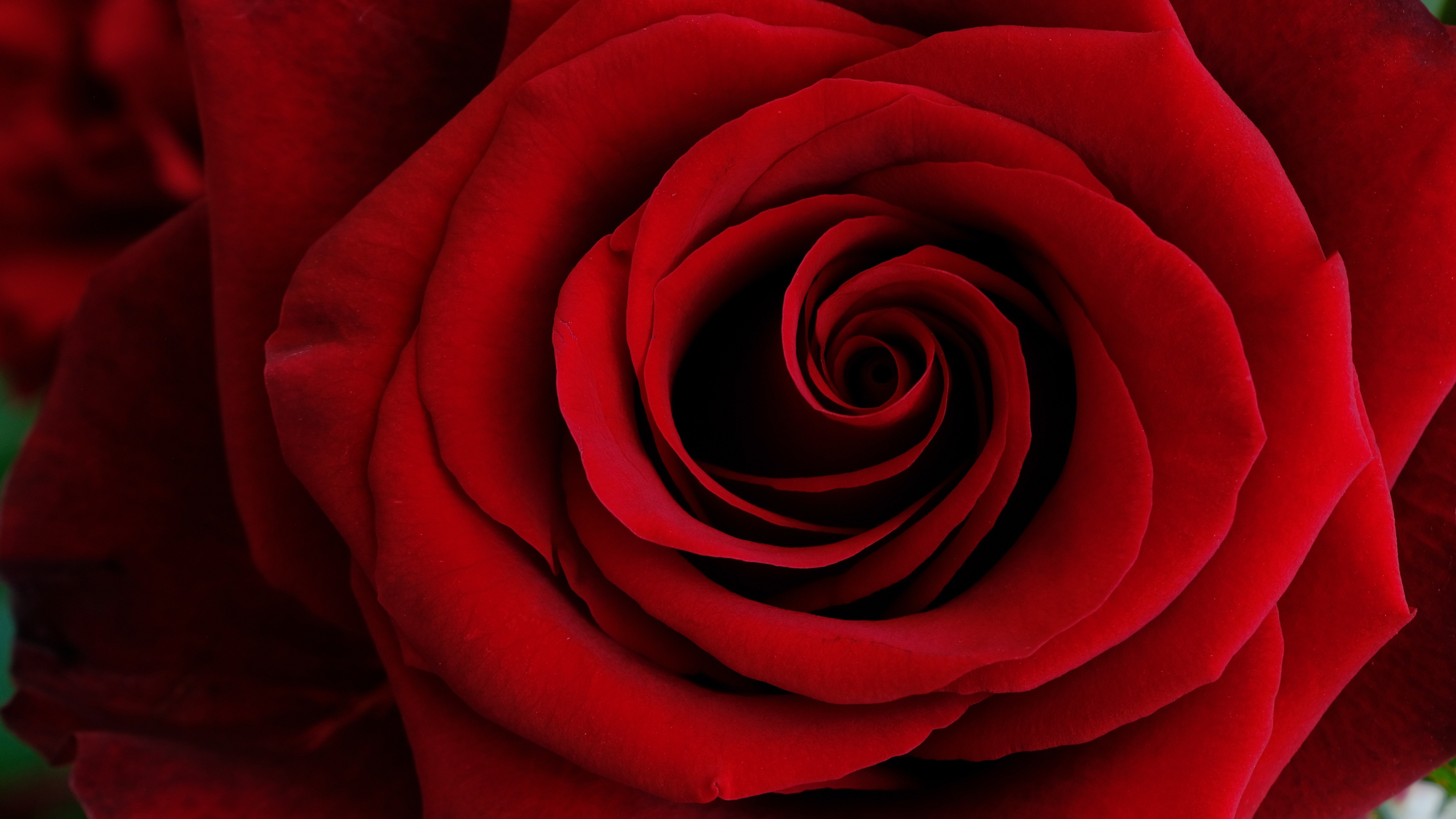 Red Rose Wallpaper