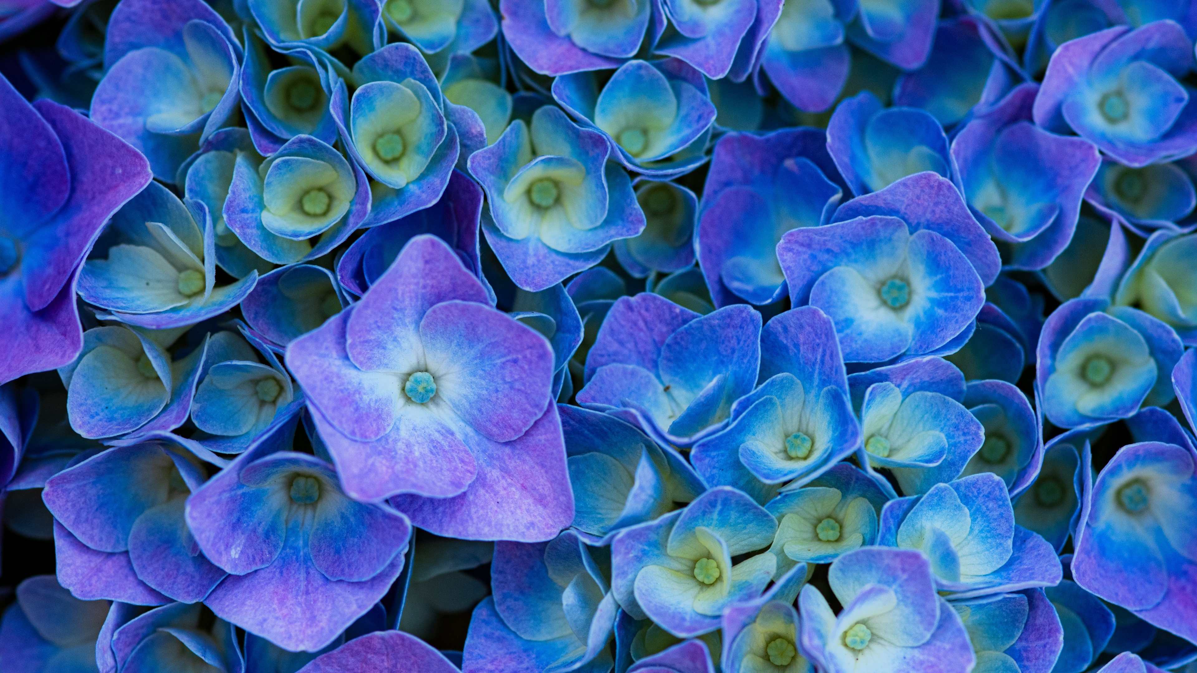 Hydrangea Flowers Wallpaper