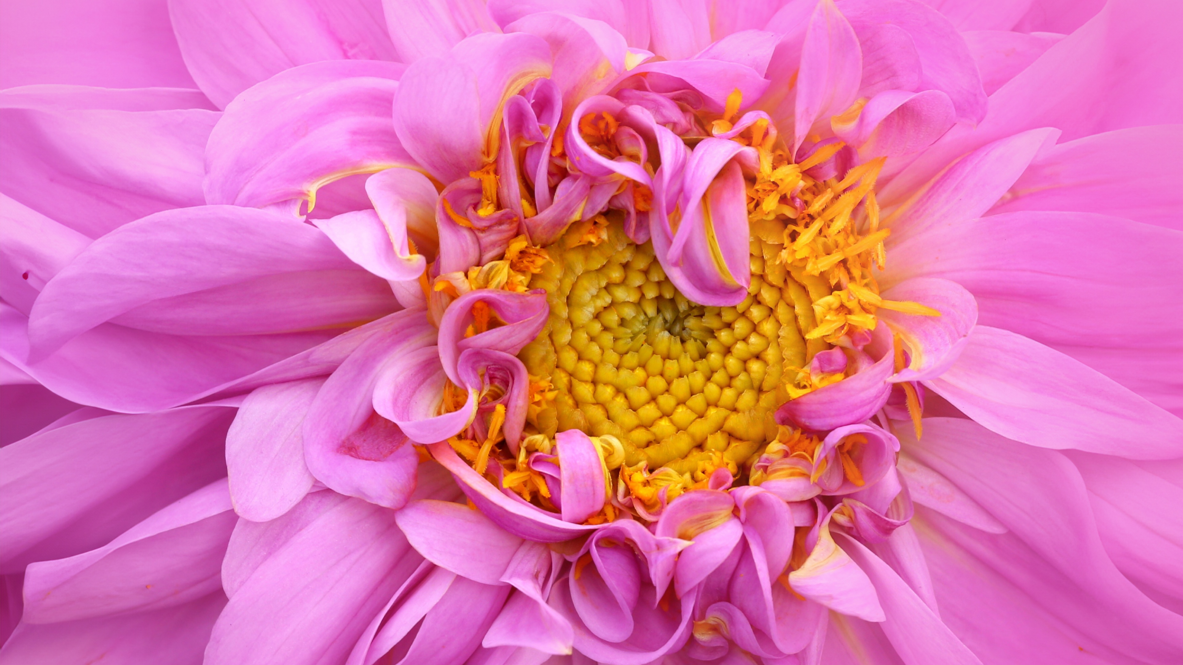 Pink Dahlia Wallpaper