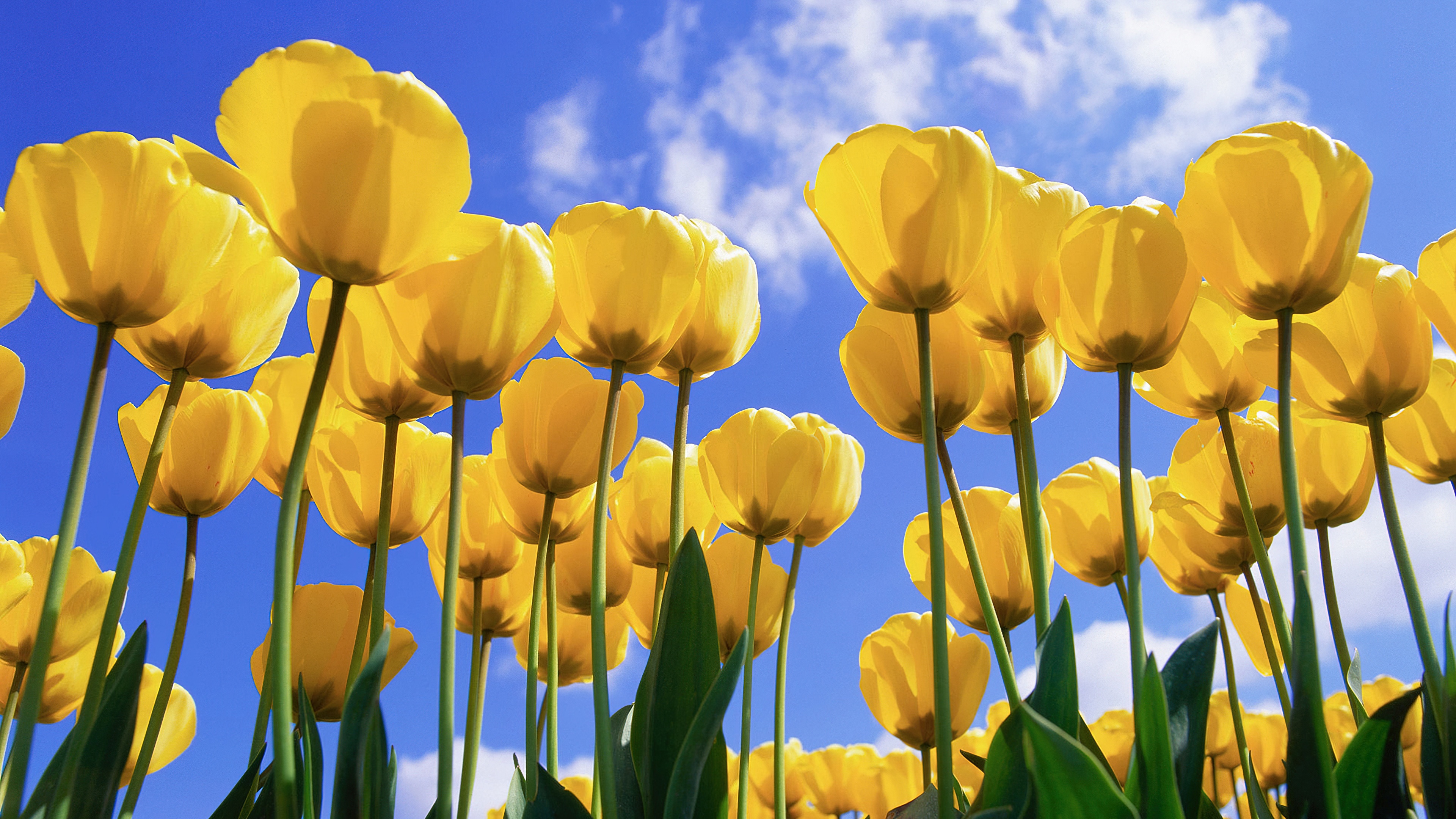 Yellow tulips Wallpaper