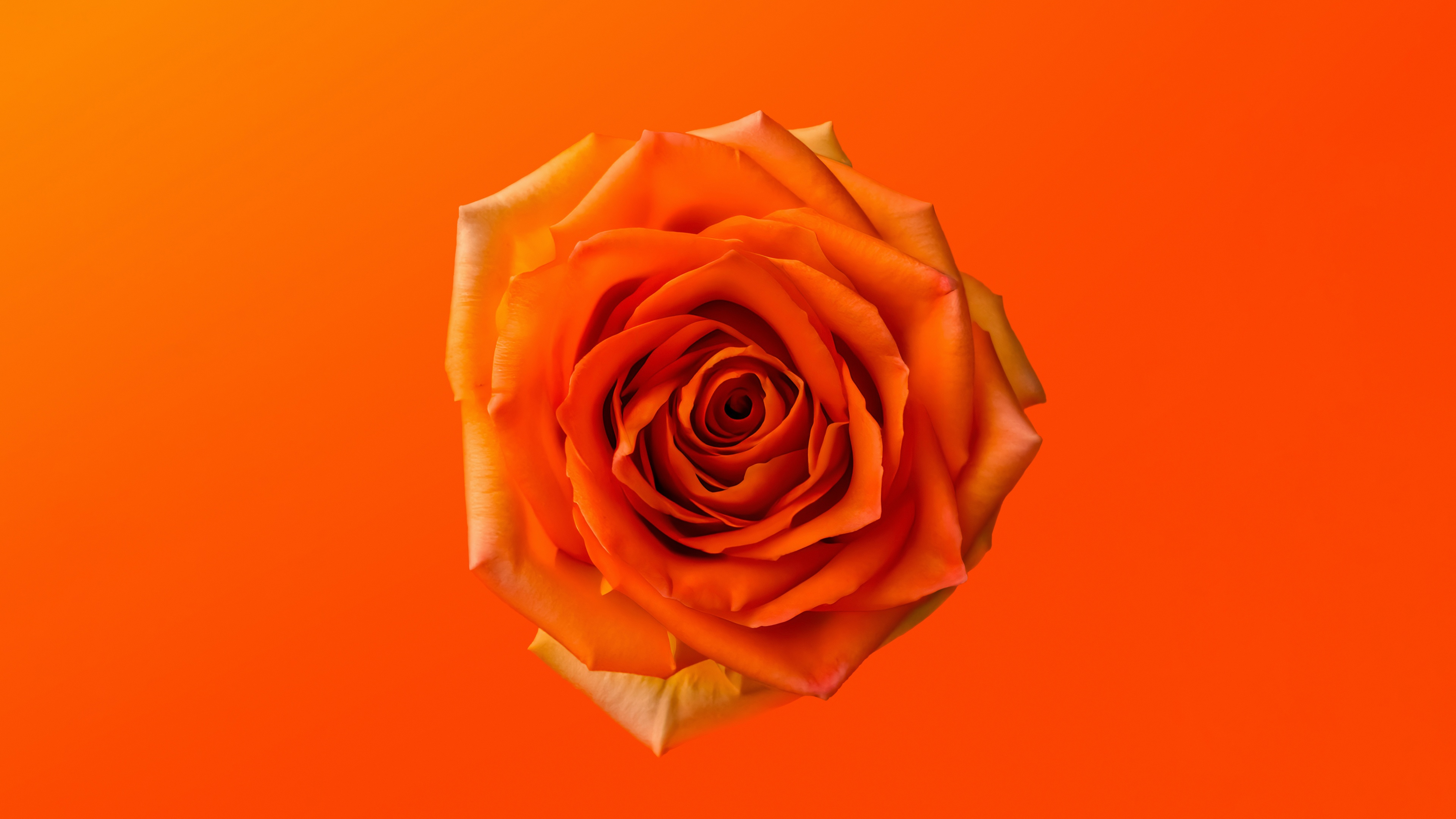 Orange Rose Wallpaper