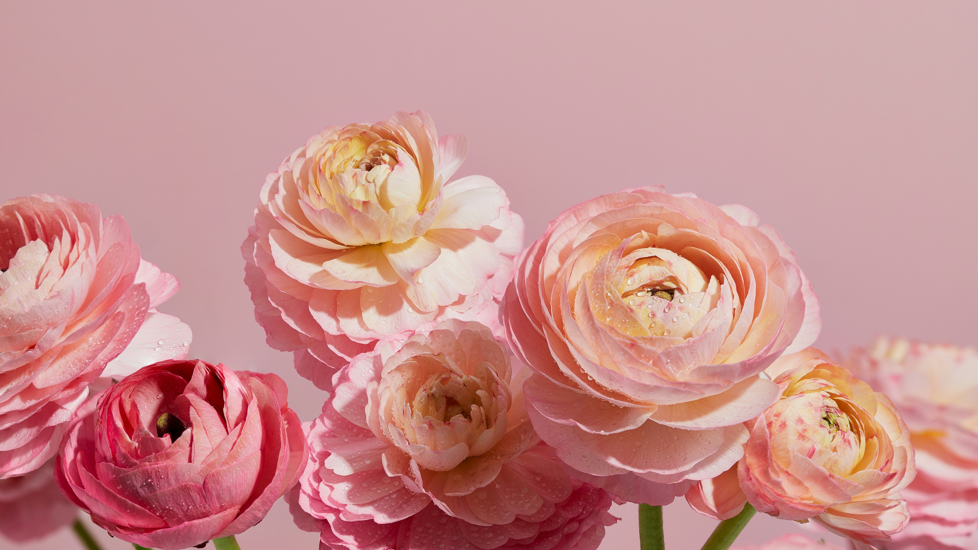 Ranunculus flowers Wallpaper