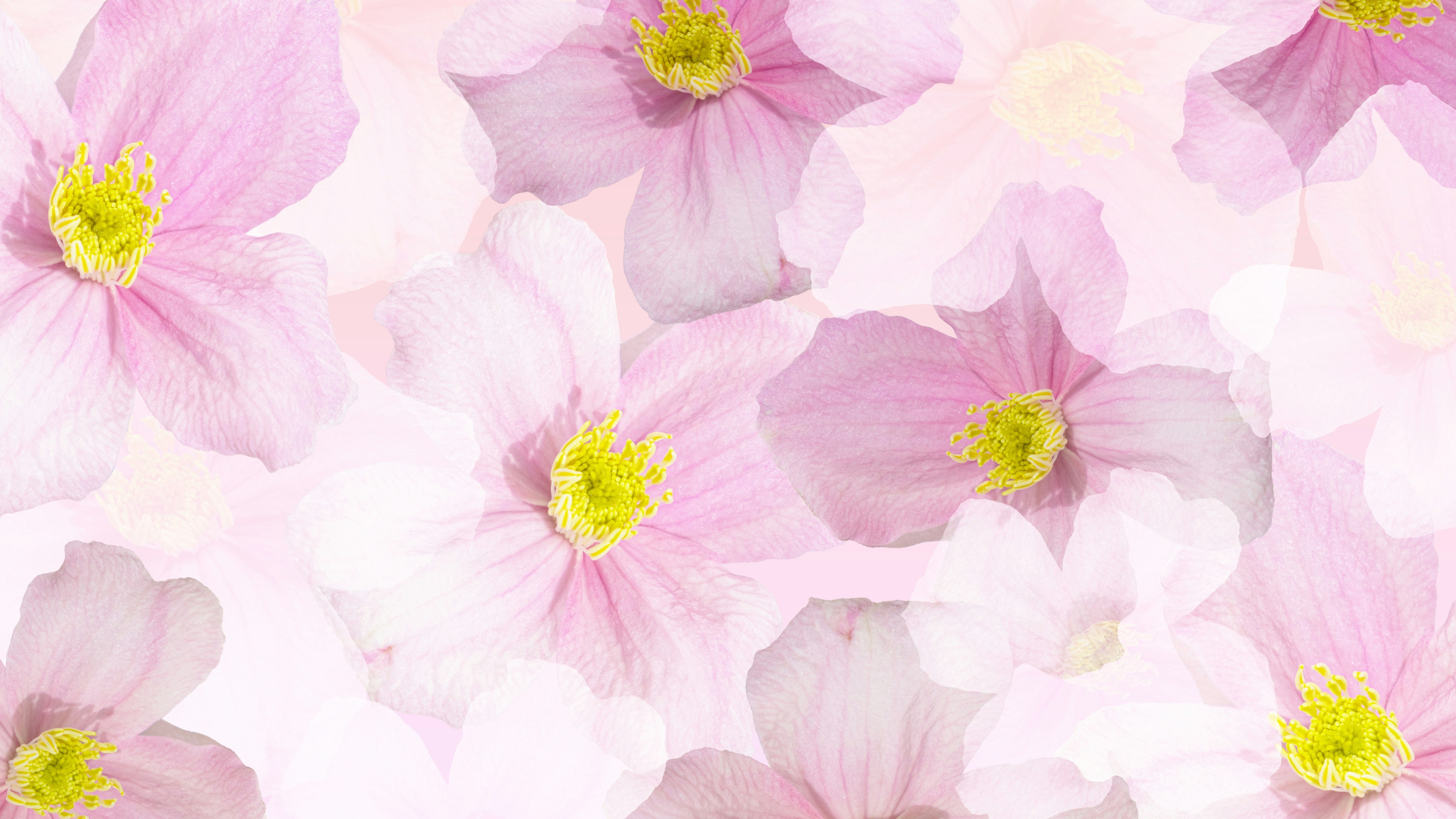 Spring flowers Wallpaper