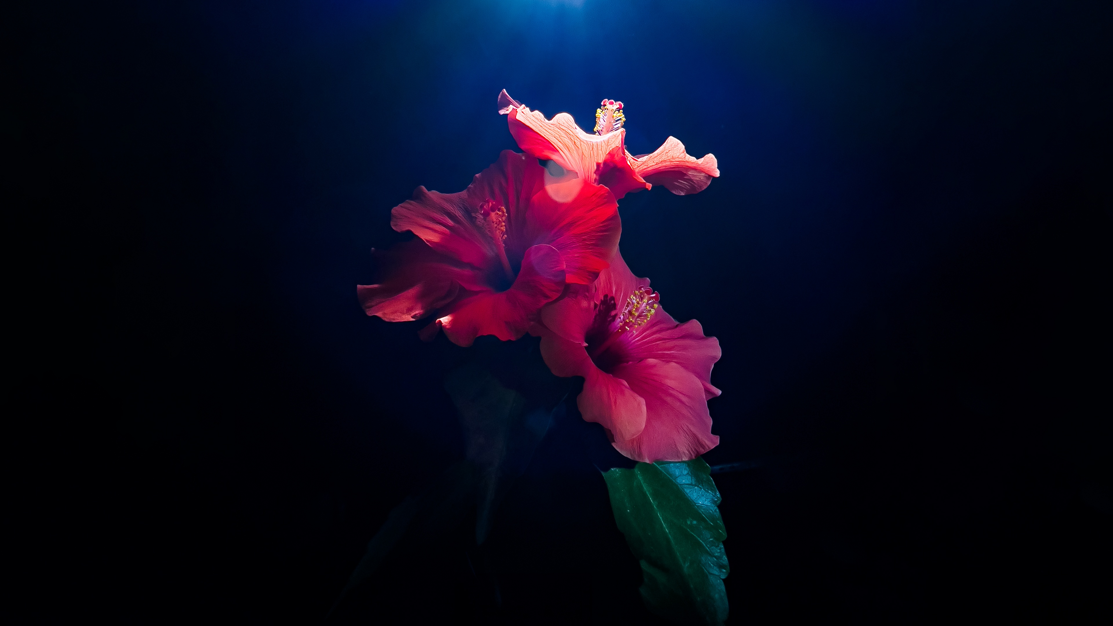 Hibiscus flowers Wallpaper