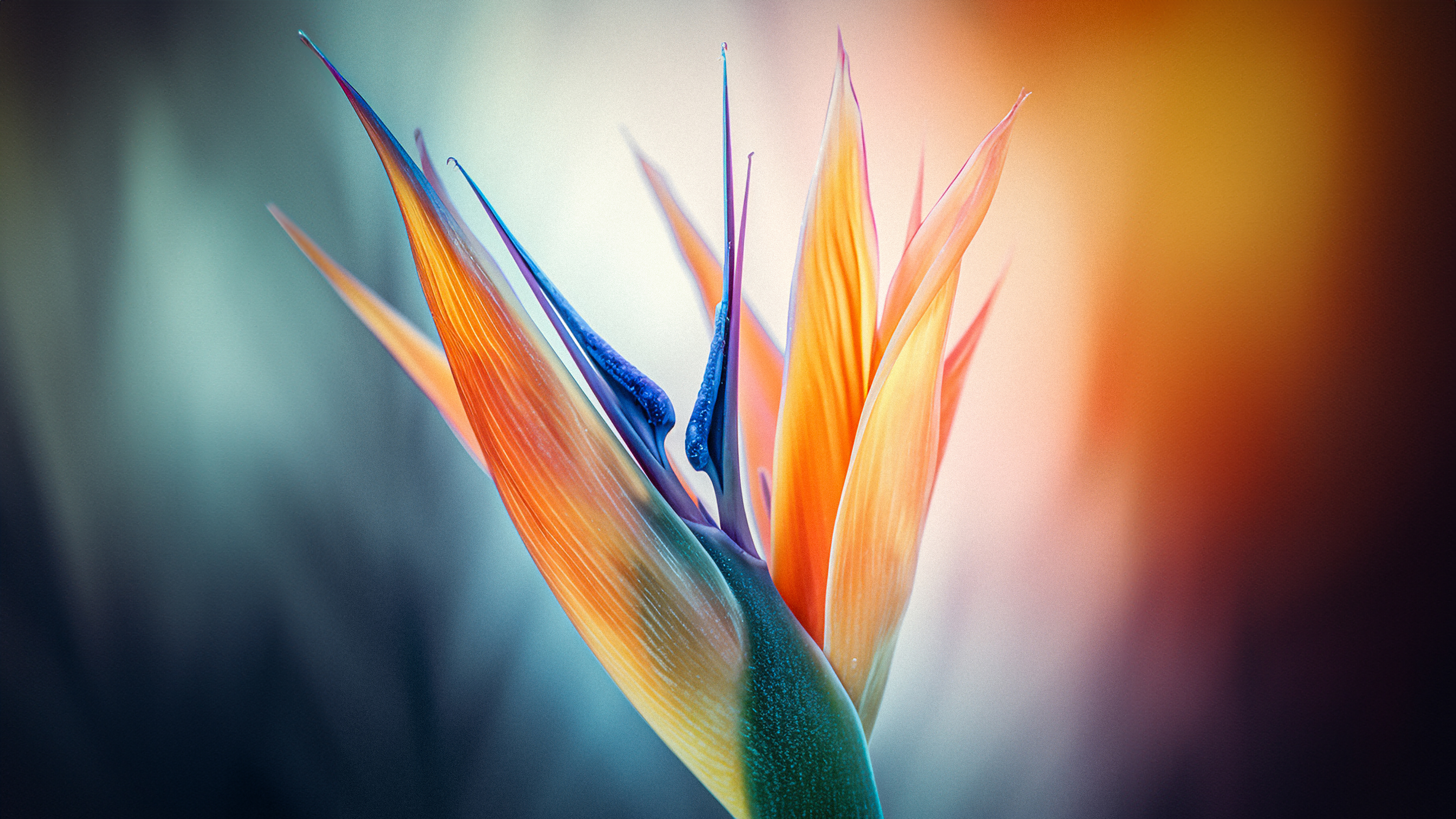 Bird of paradise flower Wallpaper