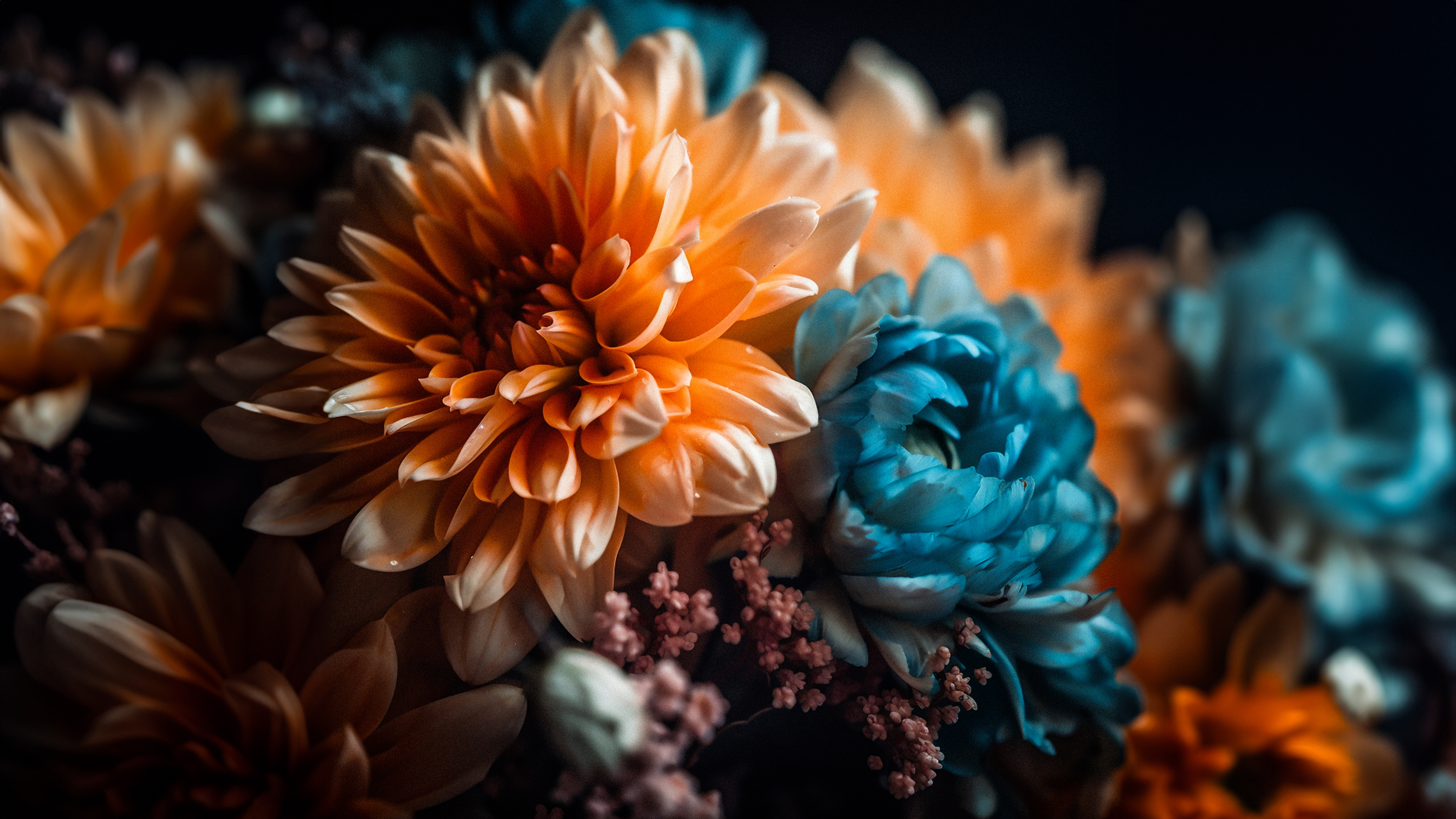 Chrysanthemum flowers Wallpaper