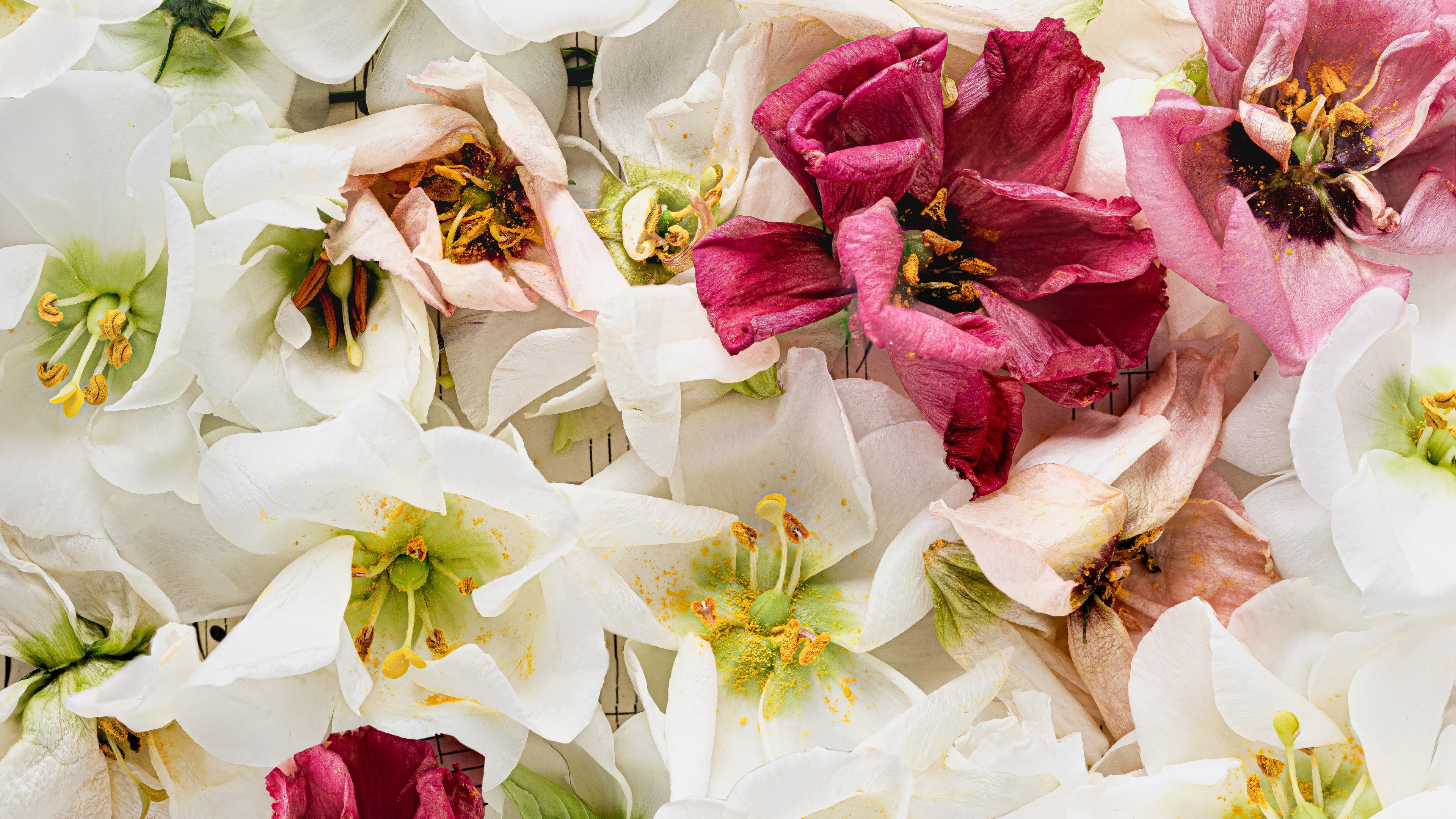 Lisianthus flowers Wallpaper