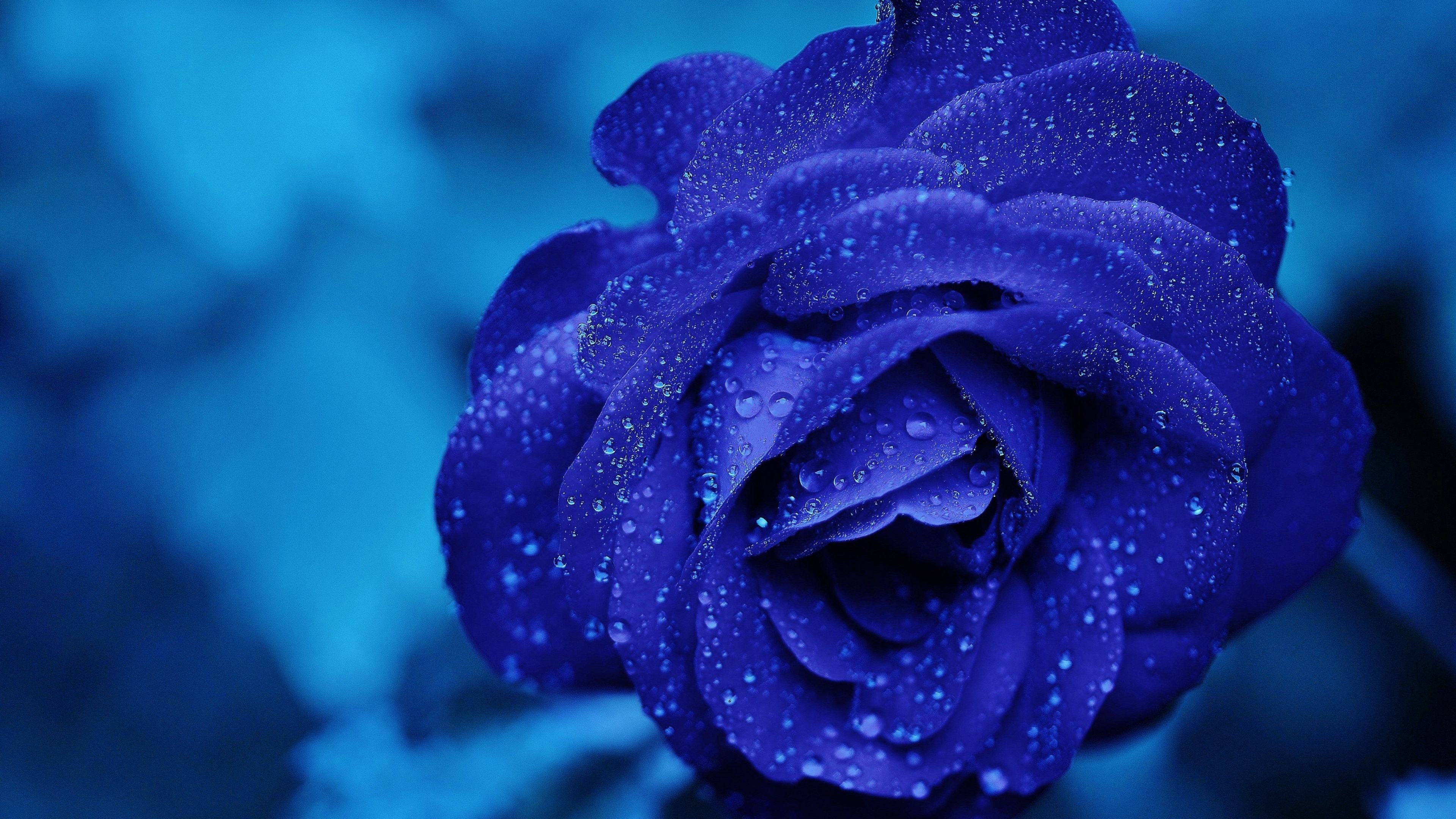 Blue rose Wallpaper