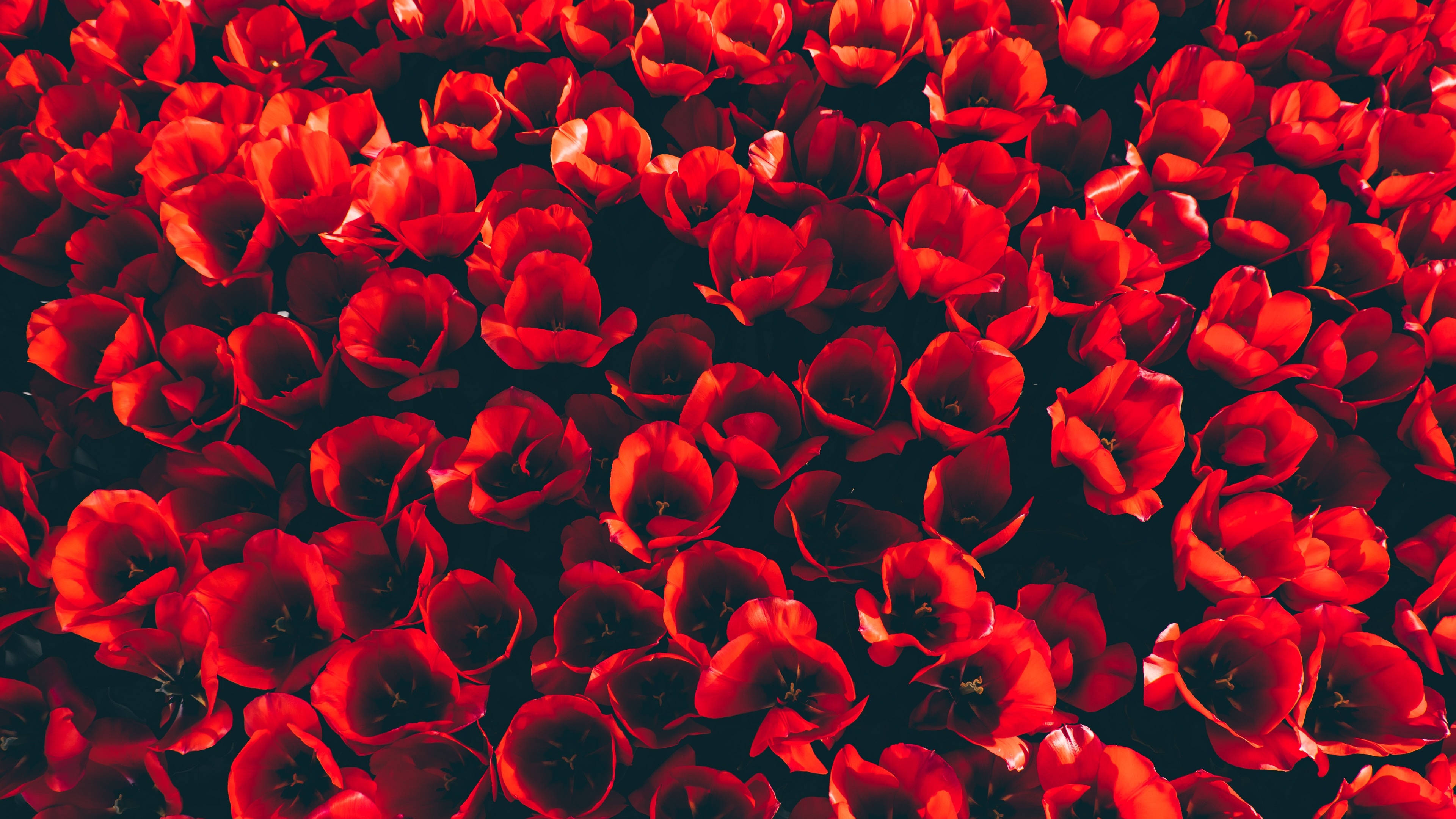 Red Tulips Wallpaper