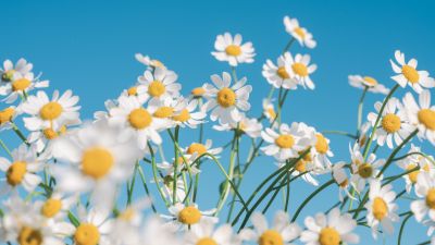 Chamomile flowers Wallpaper