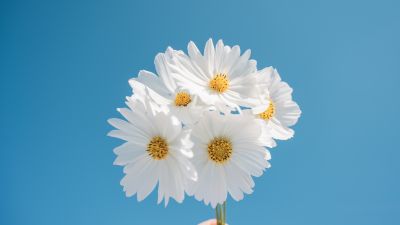 Daisy flowers Wallpaper