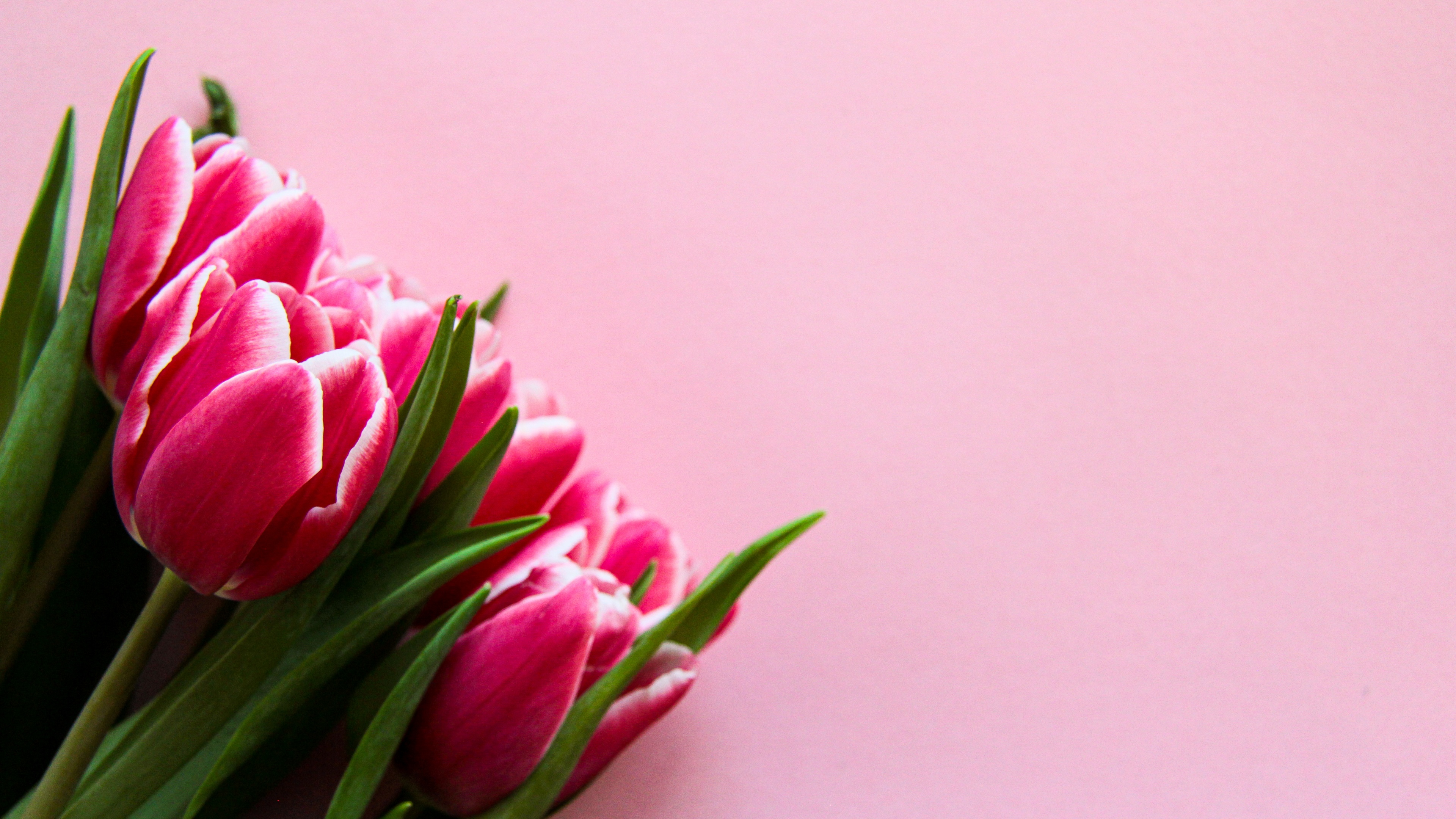 Pink Tulips Wallpaper