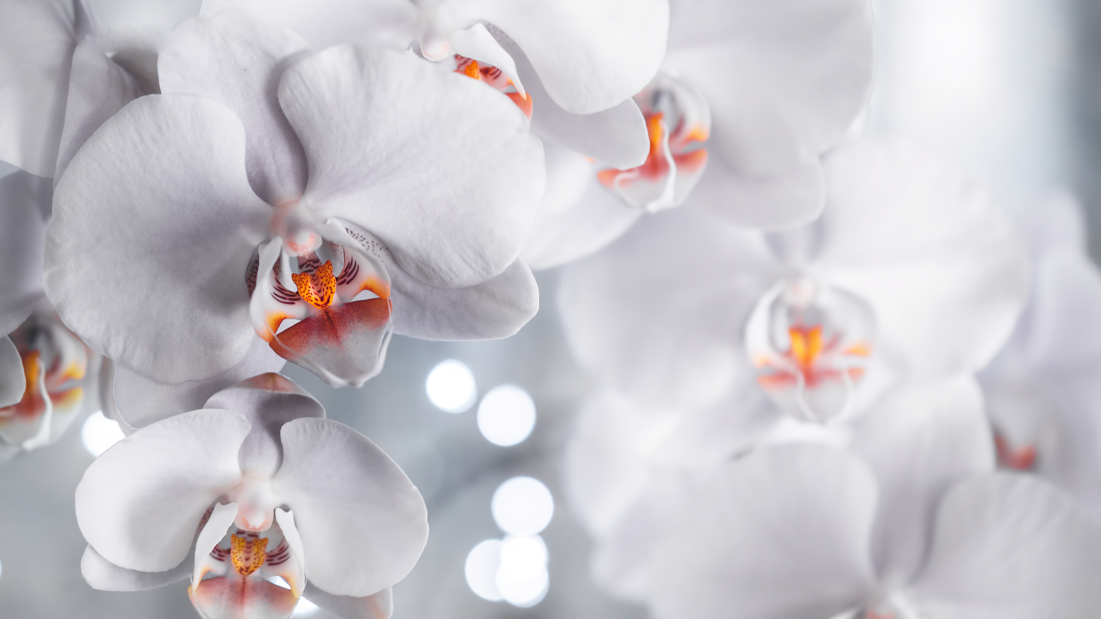 White Orchids Wallpaper