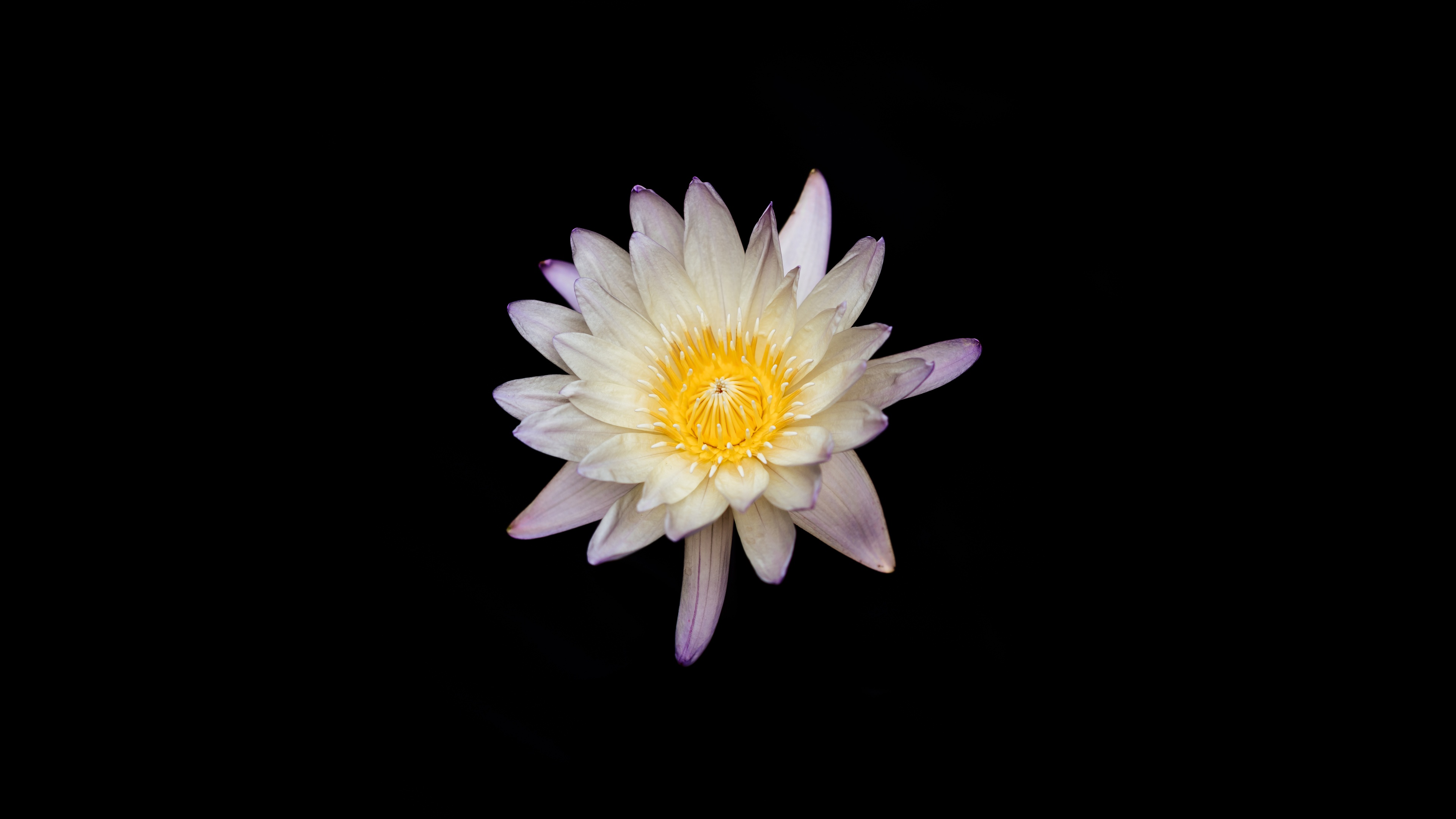 Water lily Wallpaper