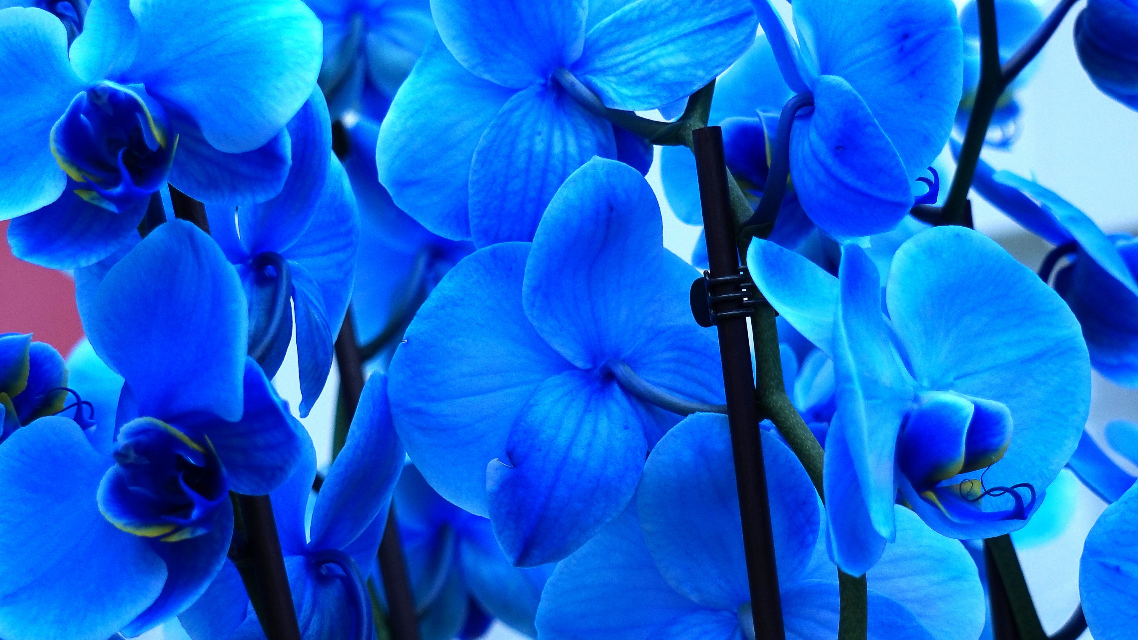 Blue orchids Wallpaper