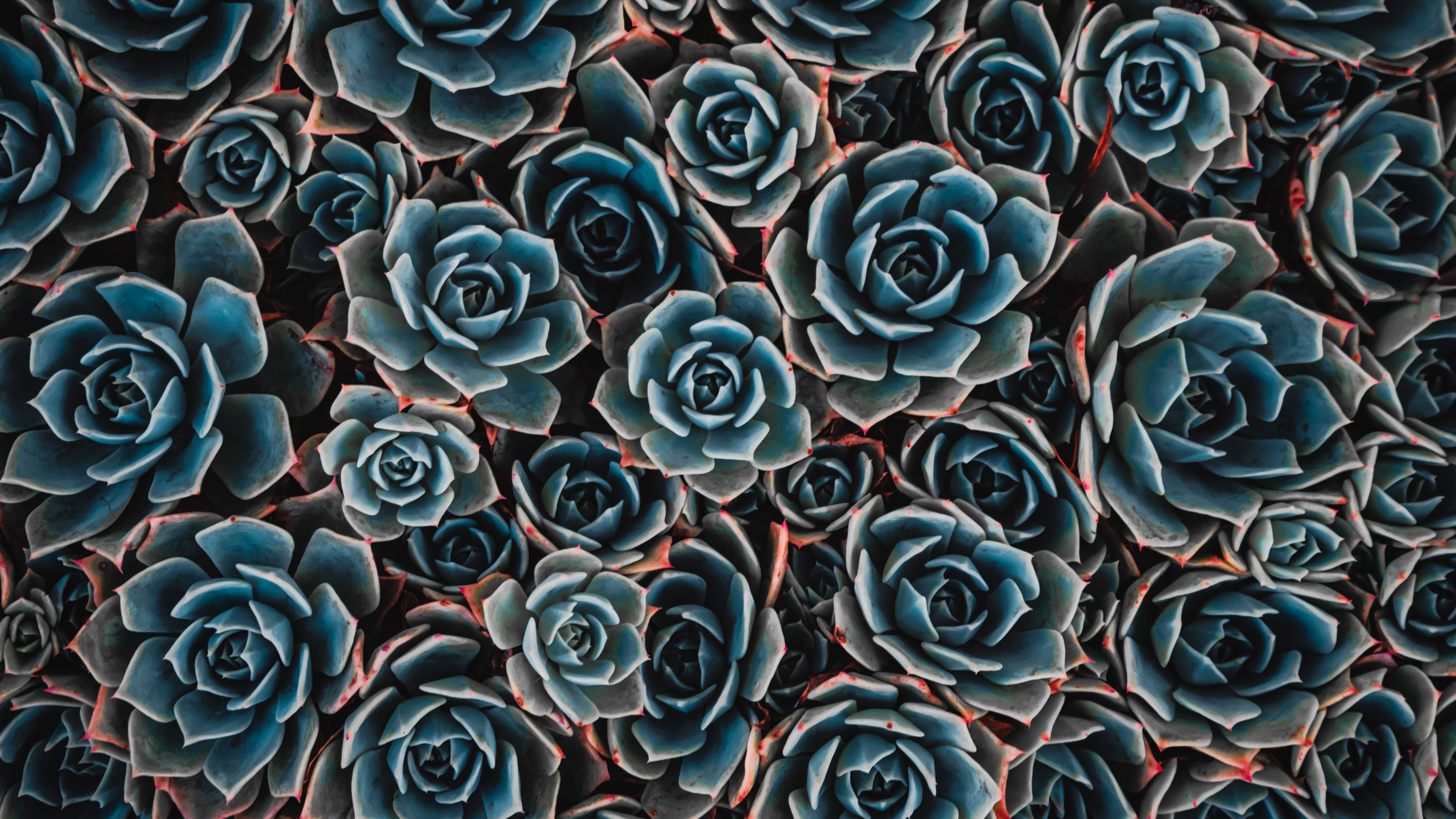 Teal flowers Wallpaper