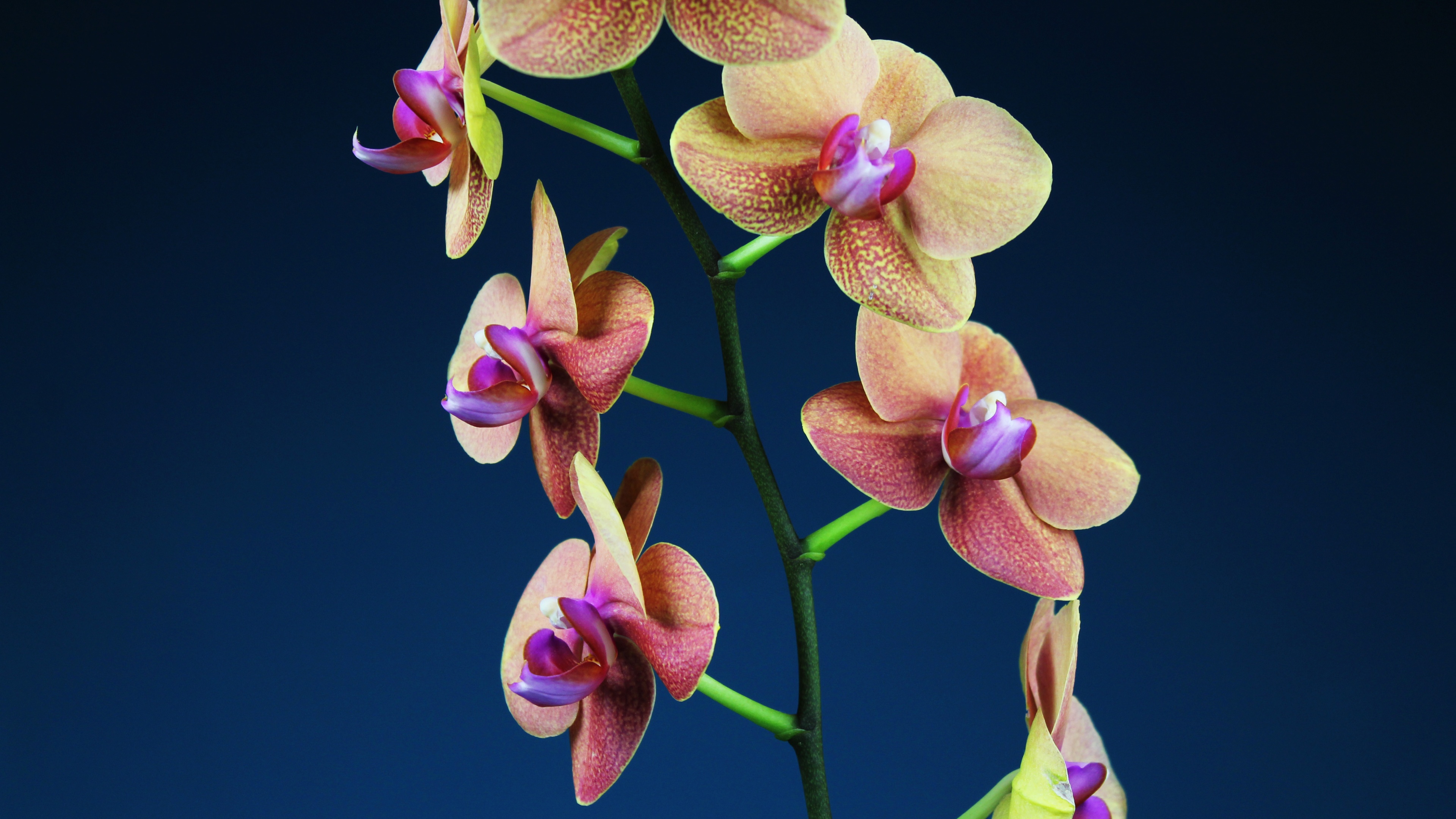 Orchid flowers Wallpaper