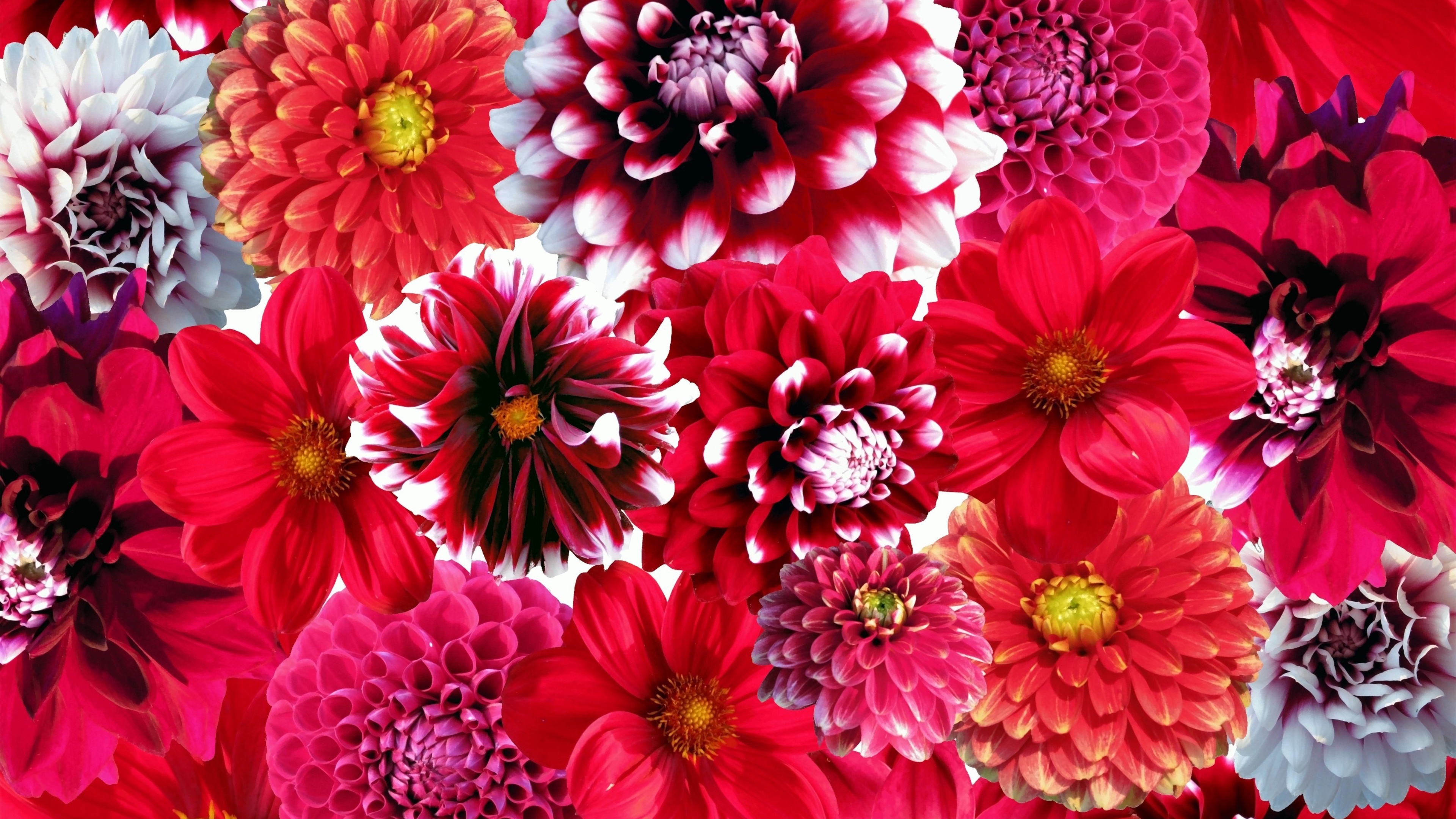 Dahlia flowers Wallpaper
