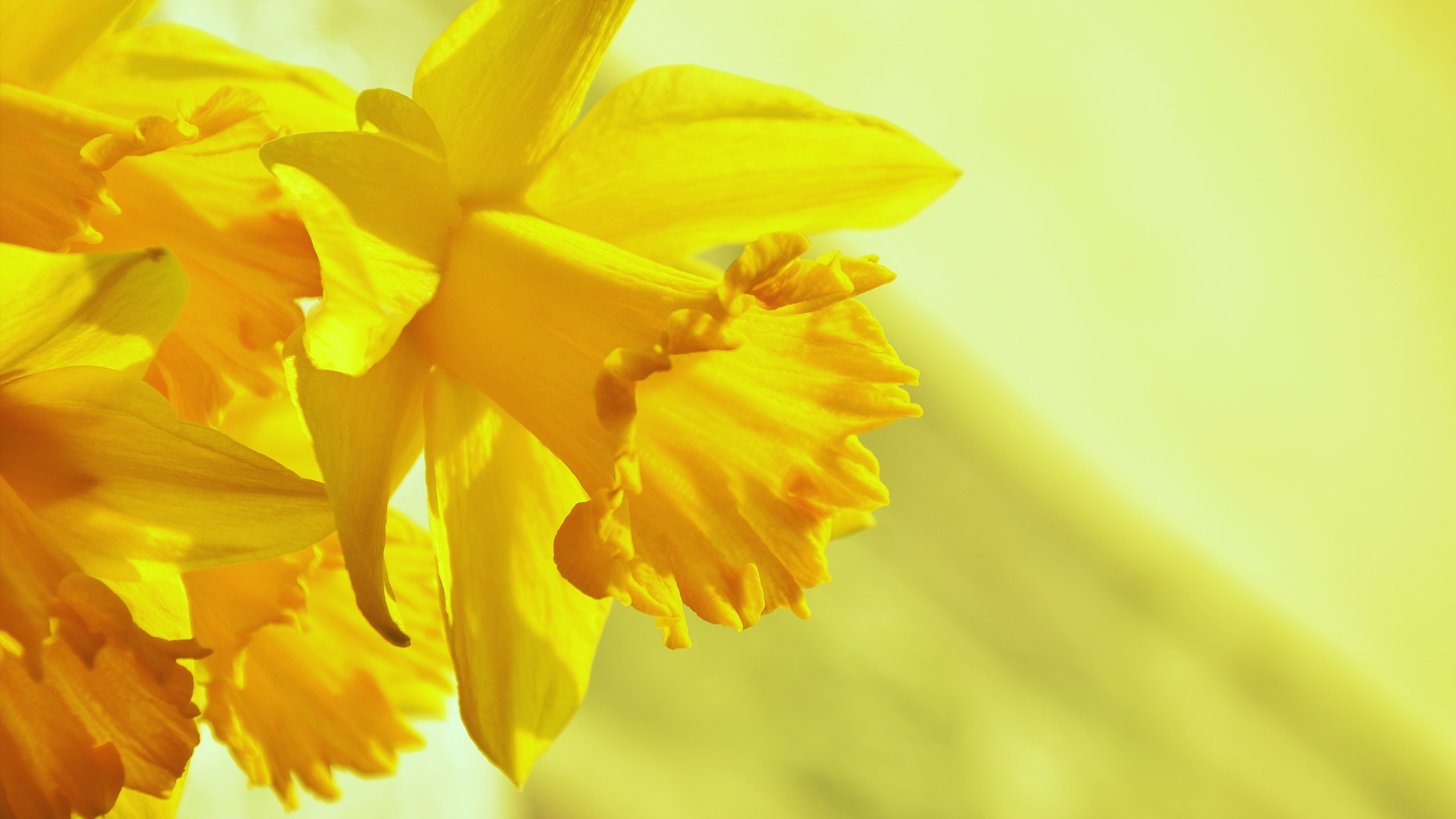 Daffodils Wallpaper