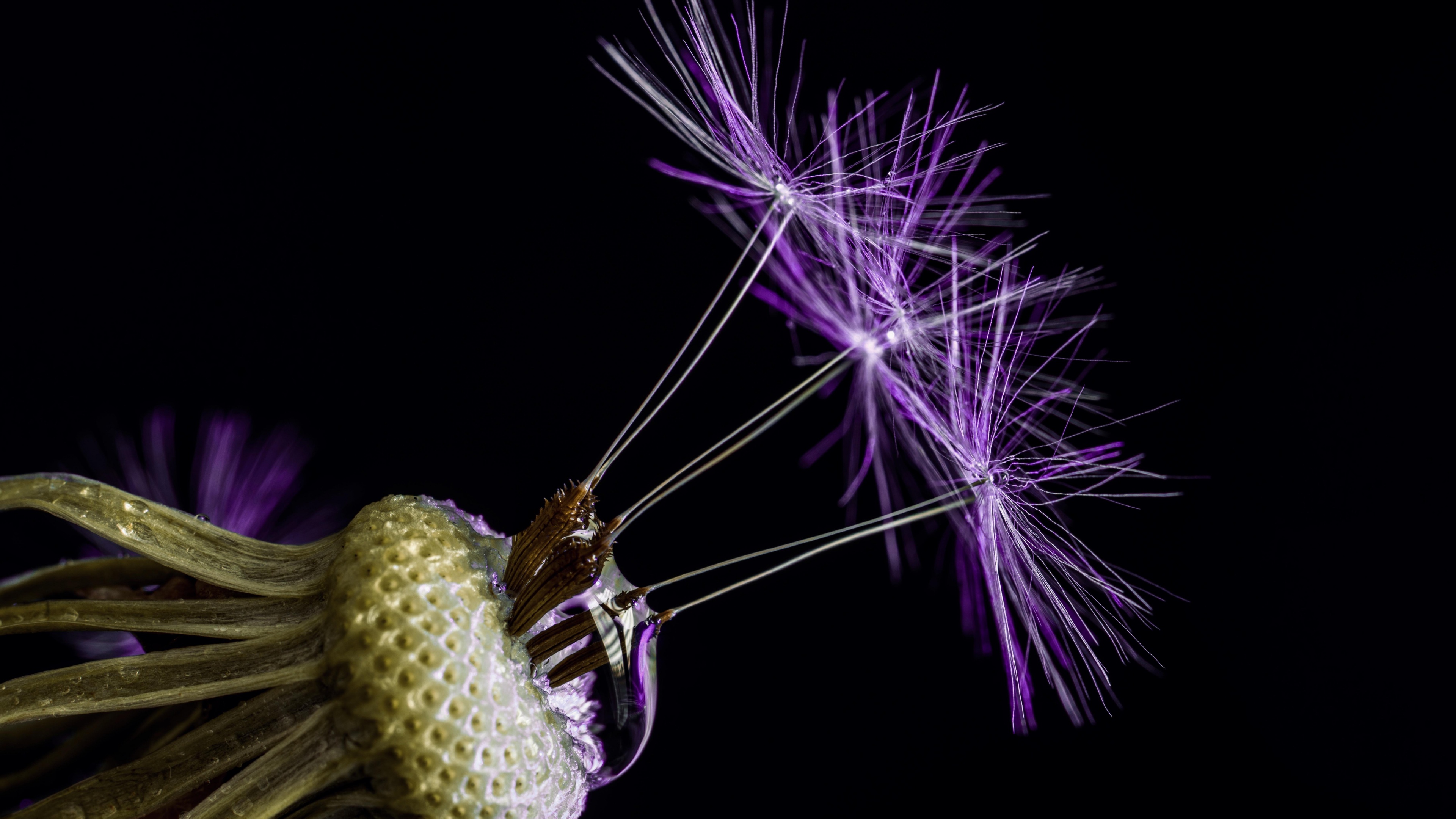 Dandelion flowers Wallpaper