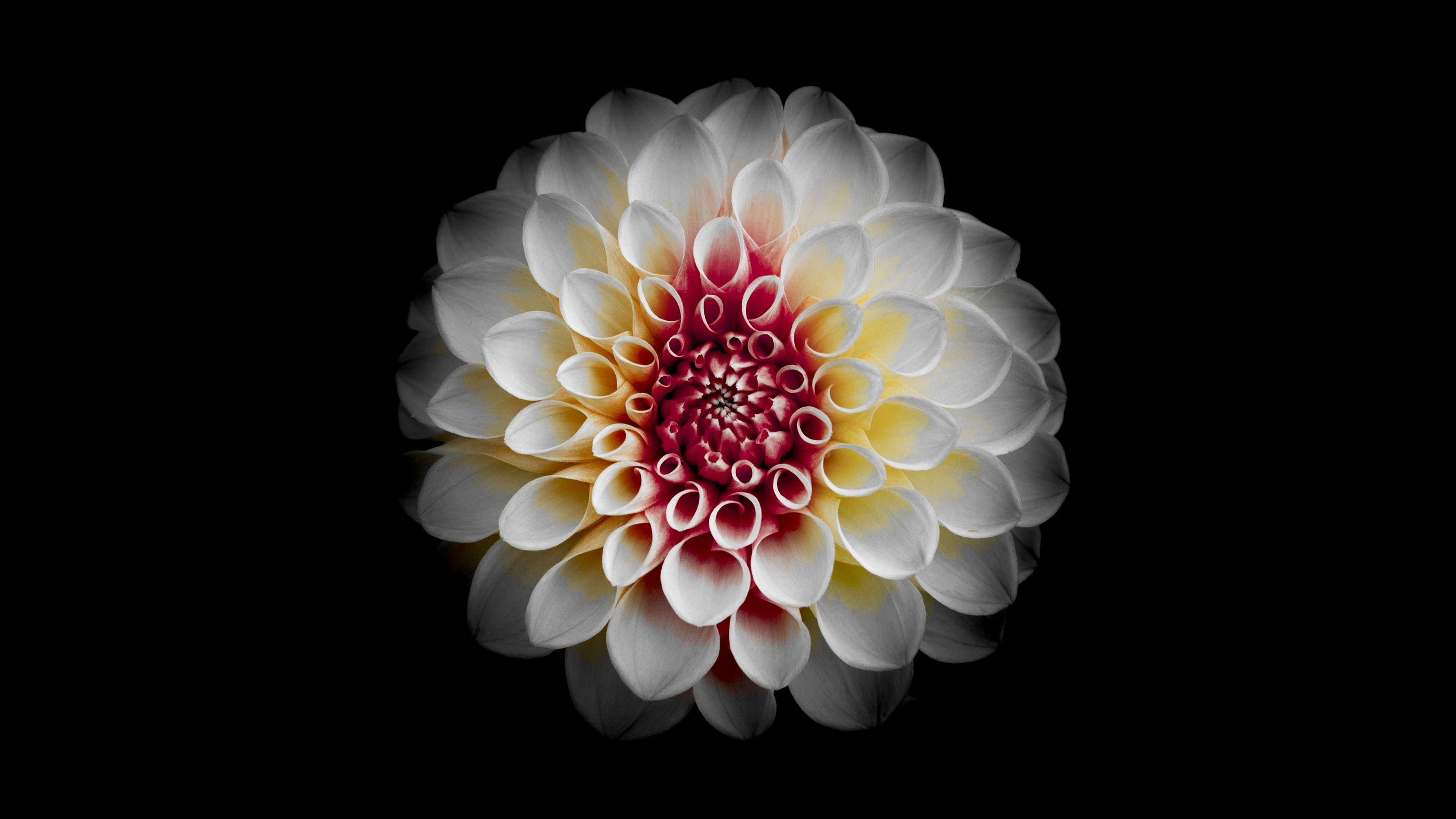 White Dahlia Wallpaper