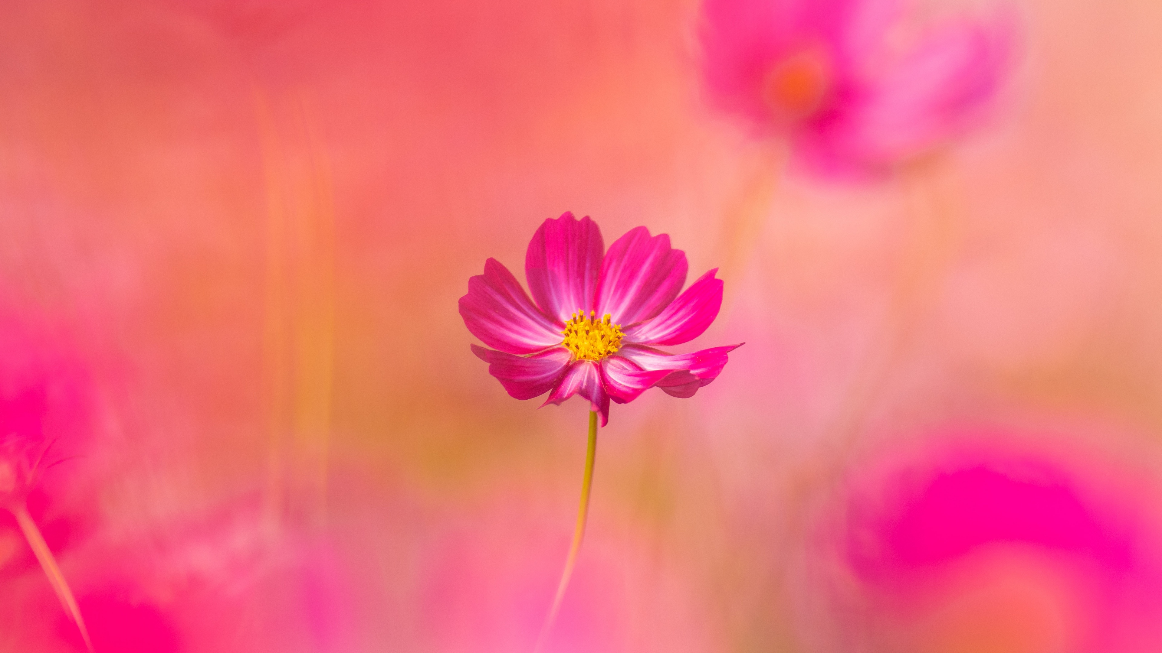 Cosmos flowers Wallpaper