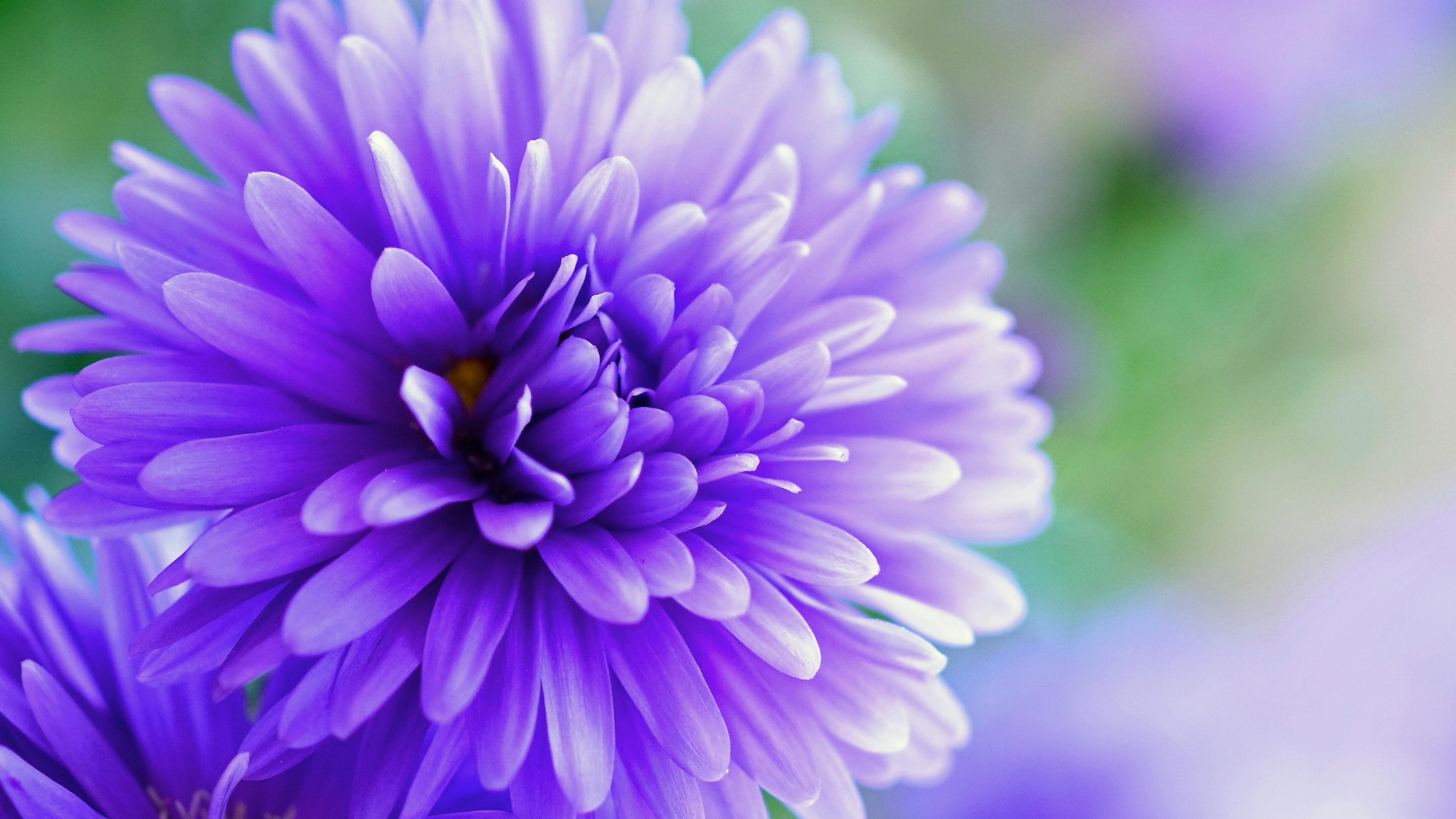 Herbstaster flower Wallpaper