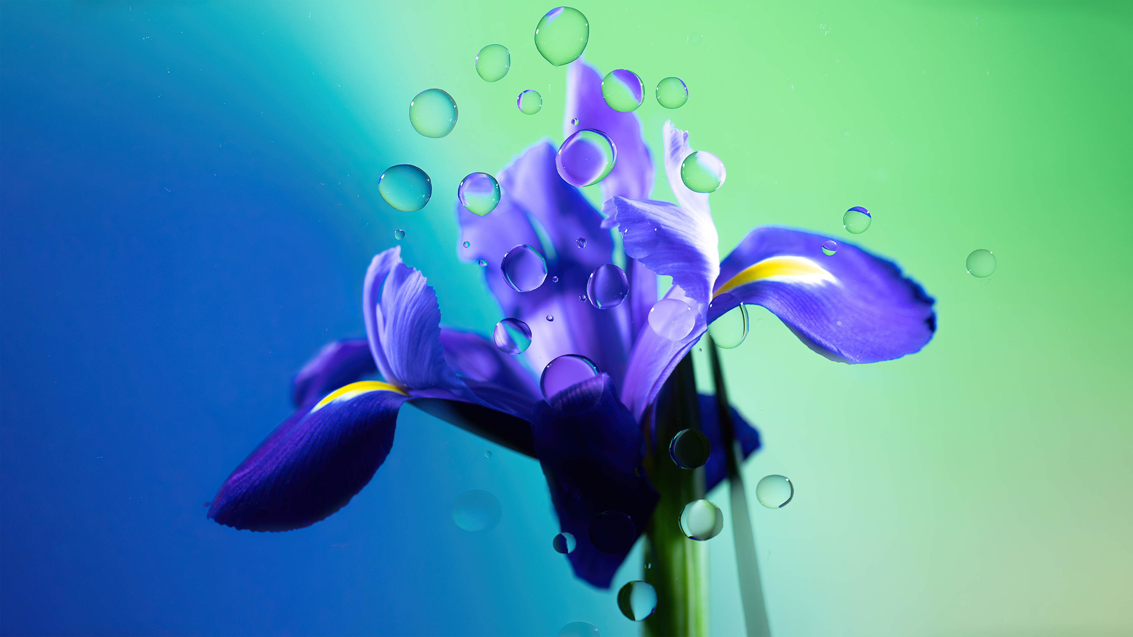 Iris flower Wallpaper
