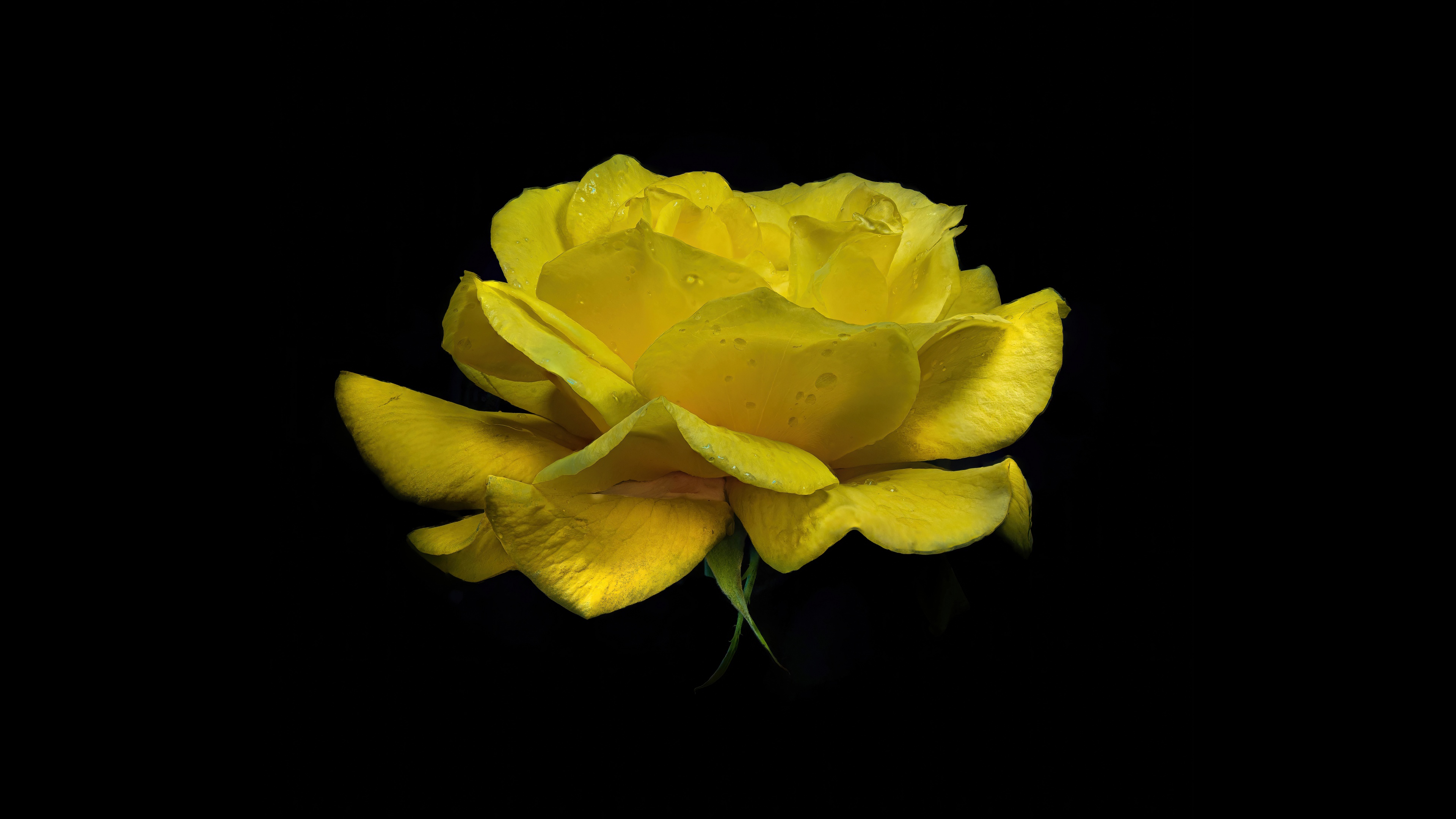 Yellow Rose Wallpaper