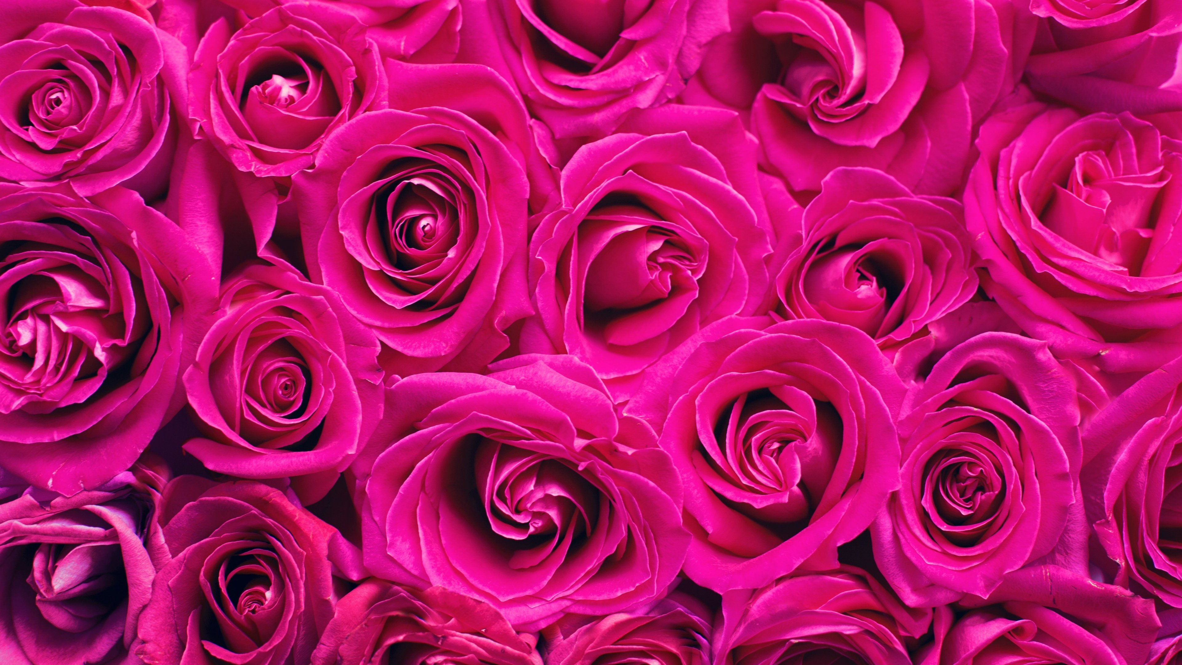 Pink Roses Wallpaper