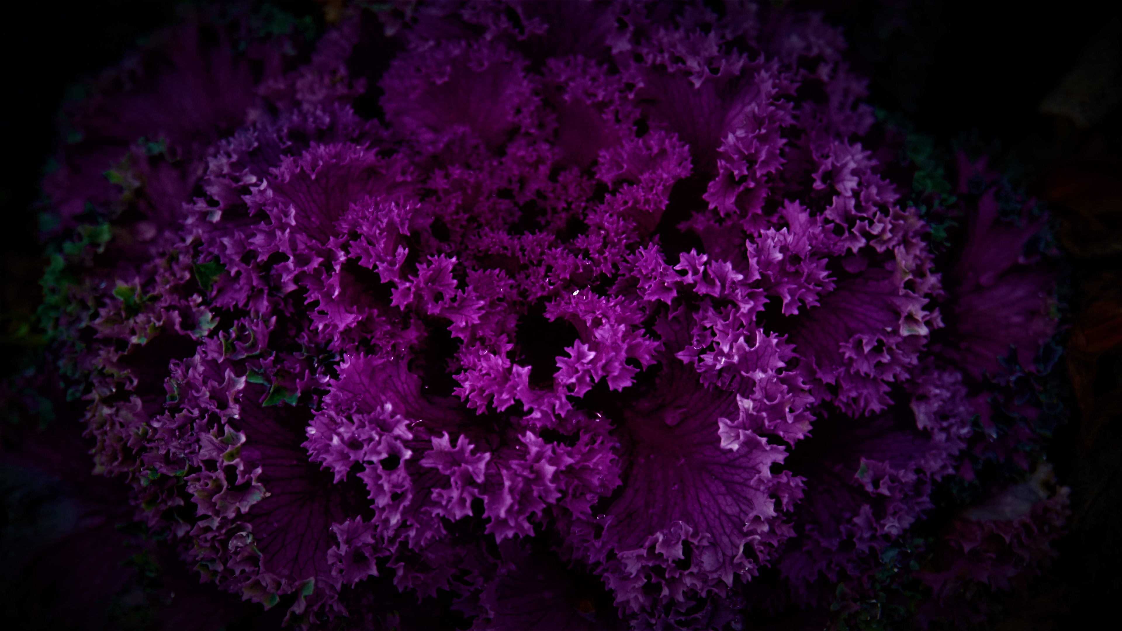 Purple Plant Wallpaper