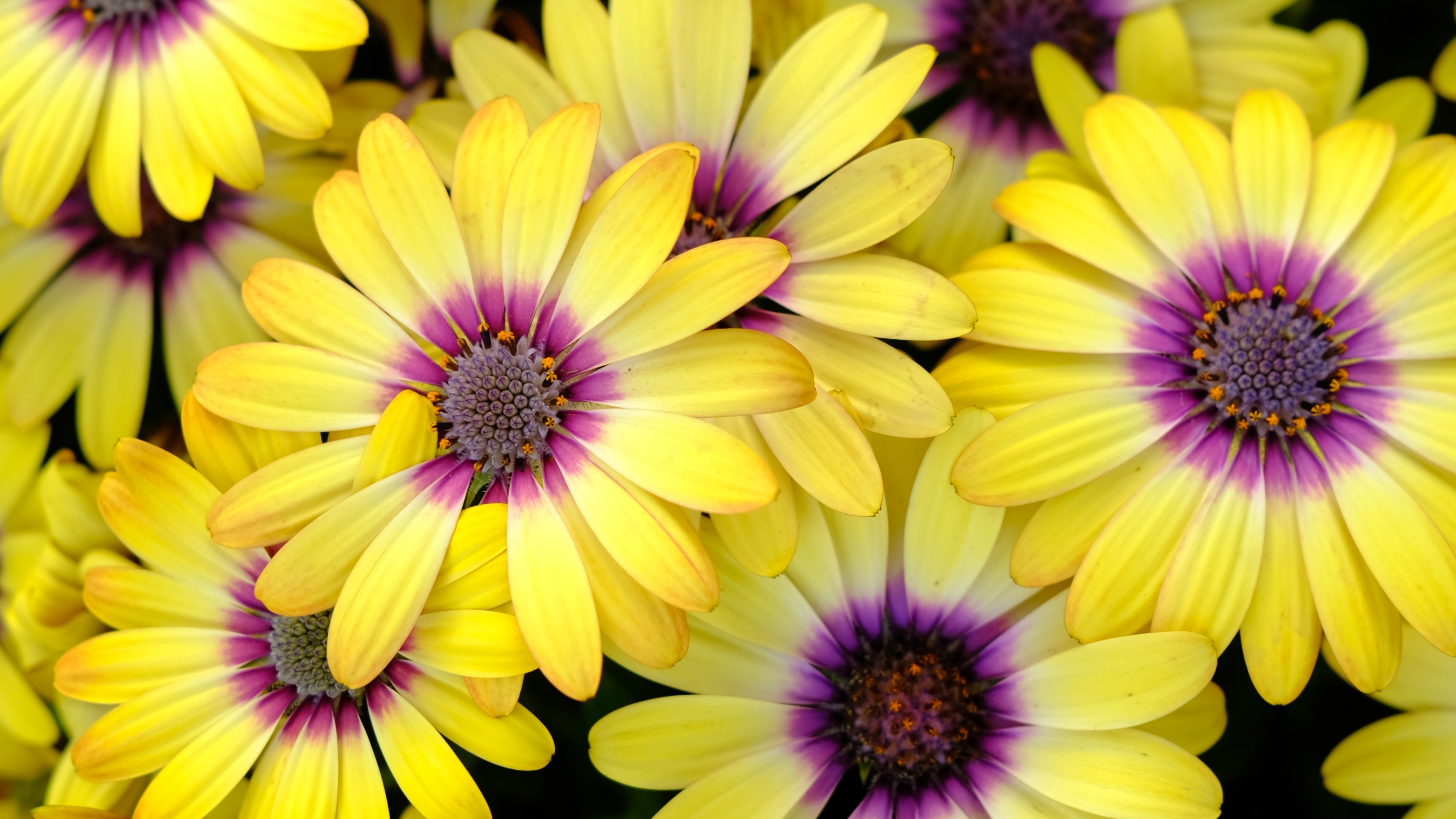 Yellow Daisies Wallpaper