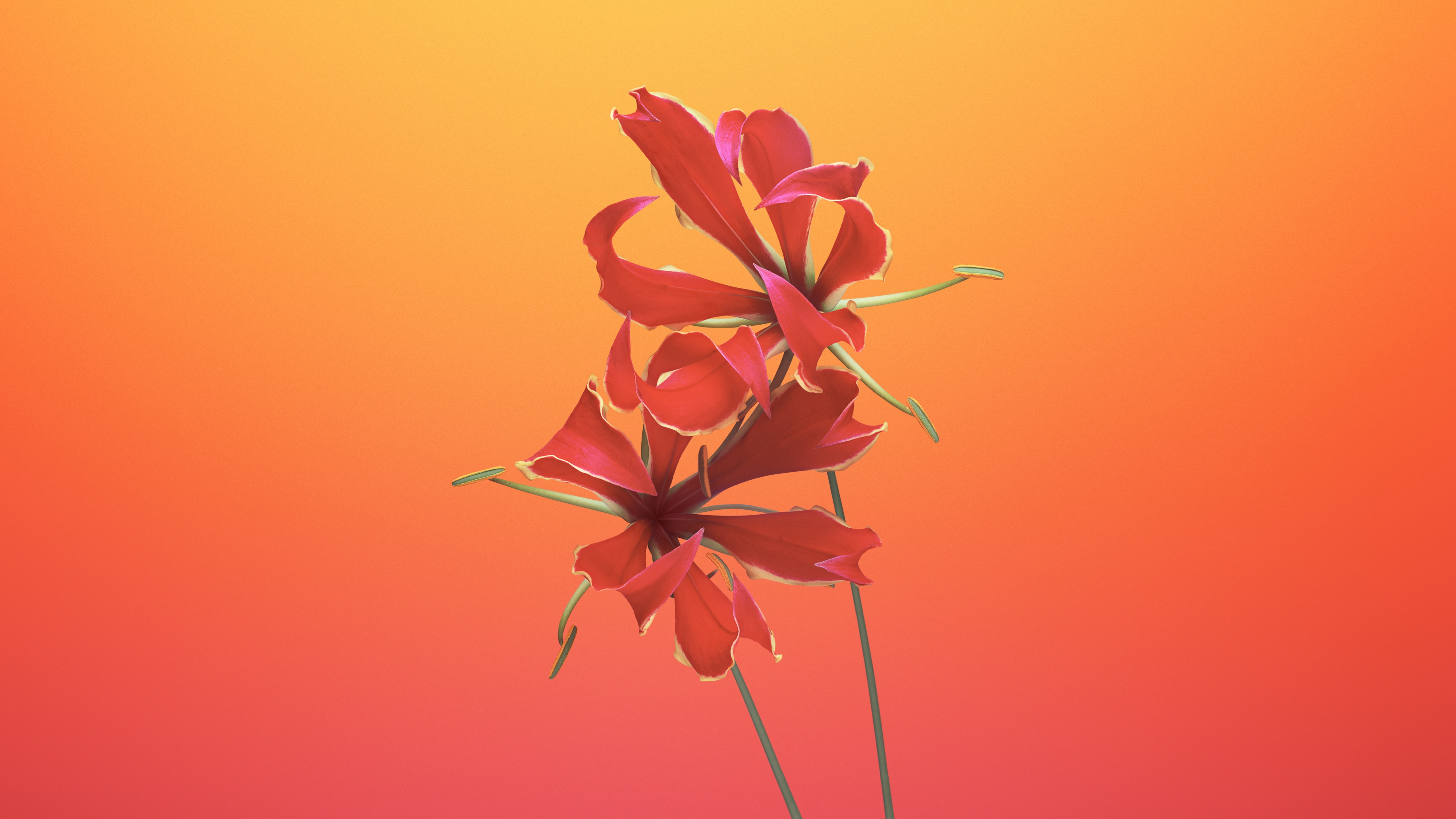 Flame lily Wallpaper