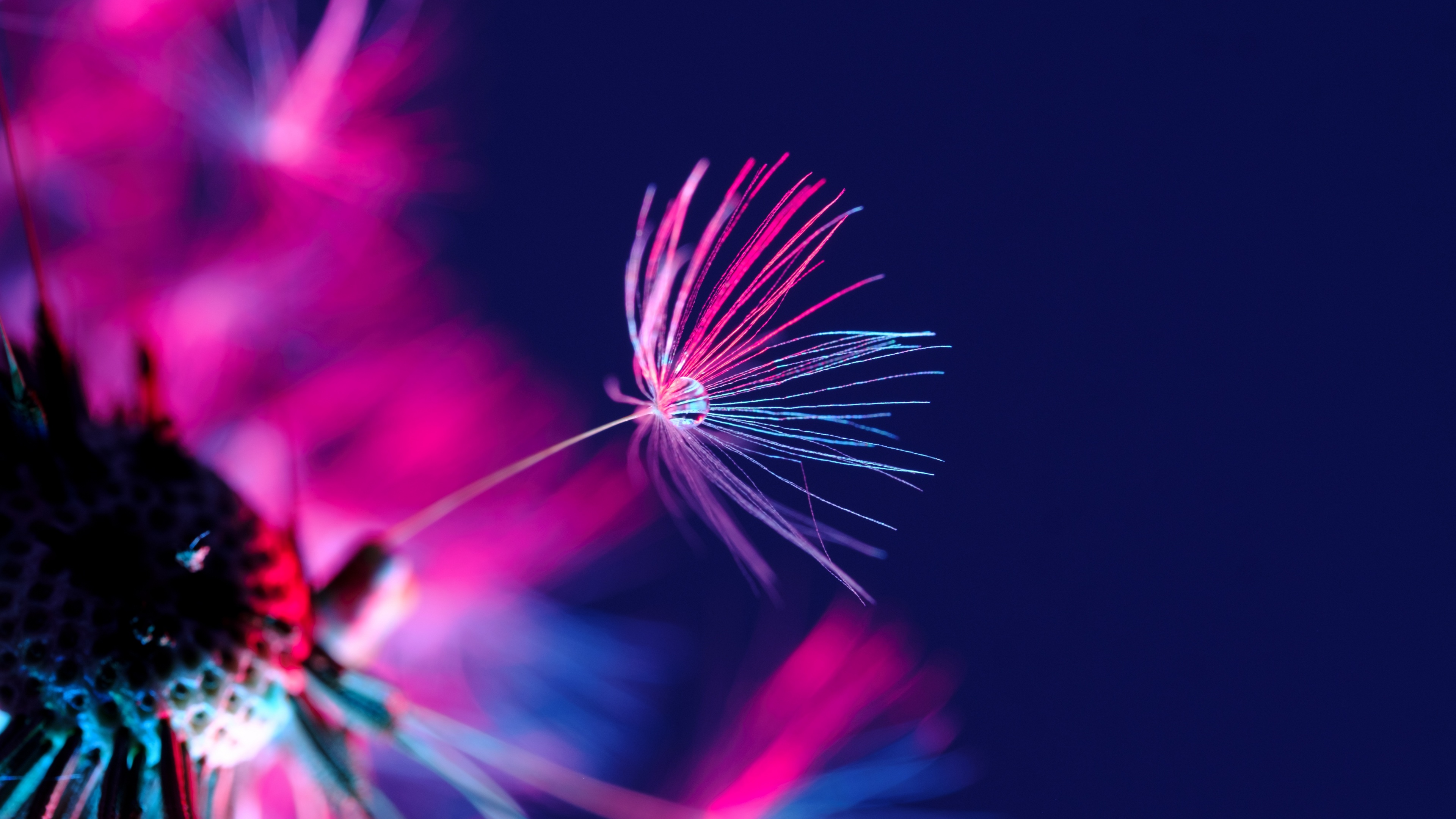 Dandelion seeds Wallpaper