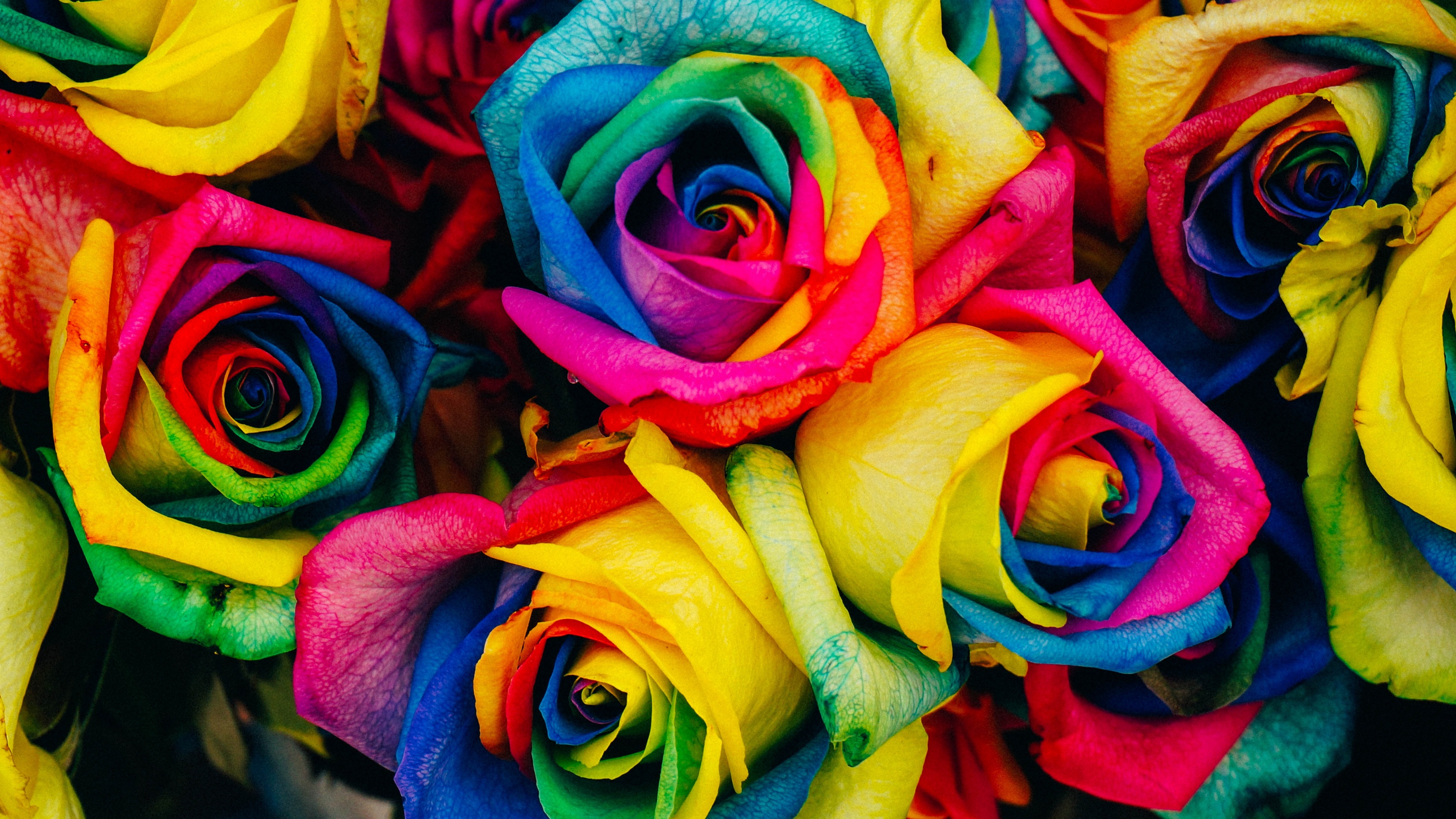 Multicolor Roses Wallpaper