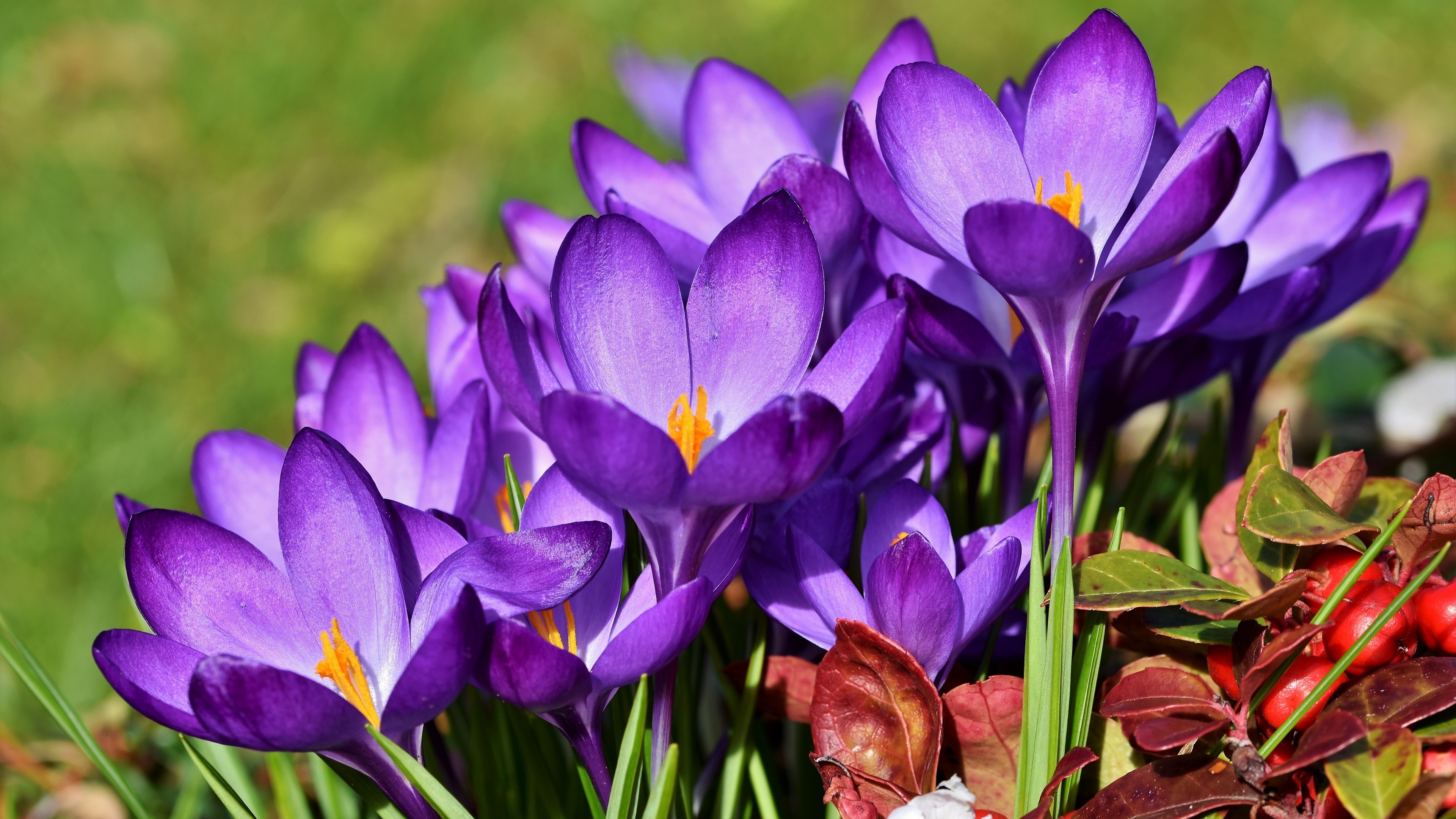 Crocus flowers Wallpaper