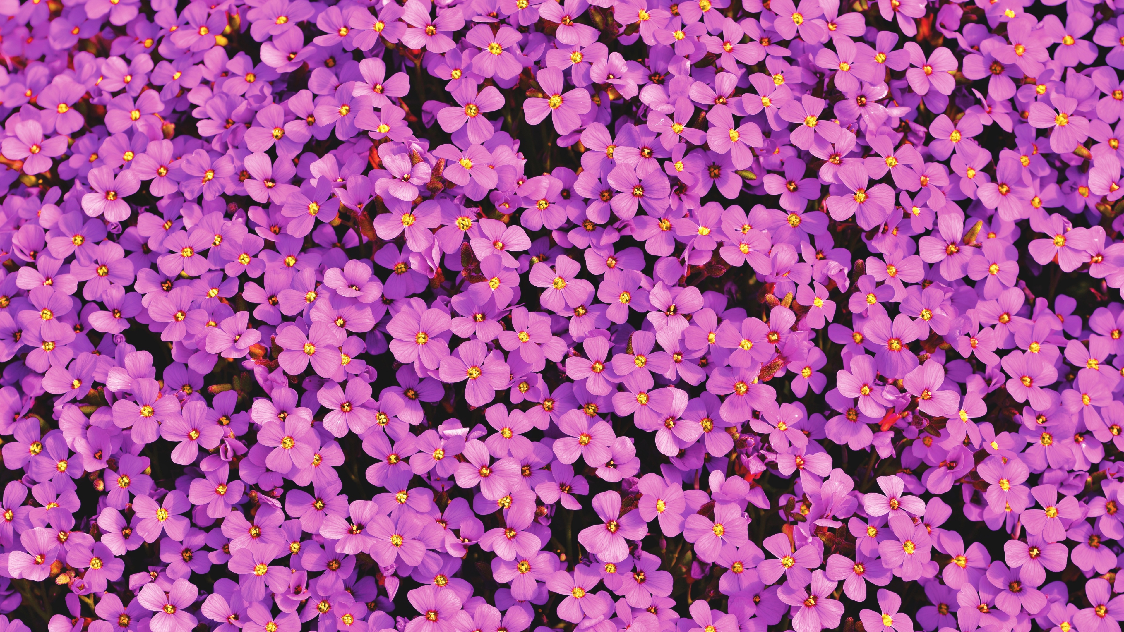 Aubrieta Flowers Wallpaper
