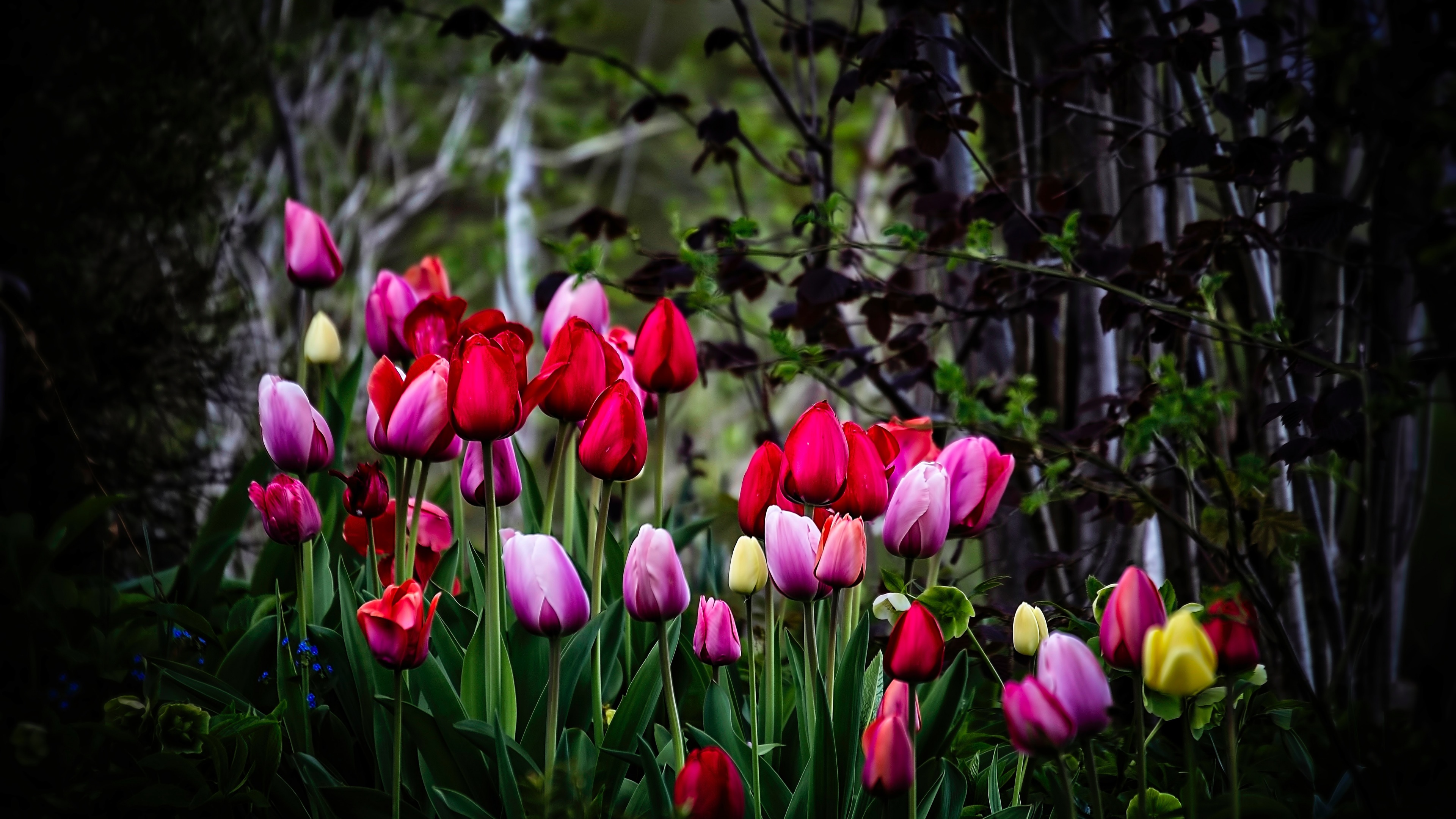 Tulip flowers Wallpaper