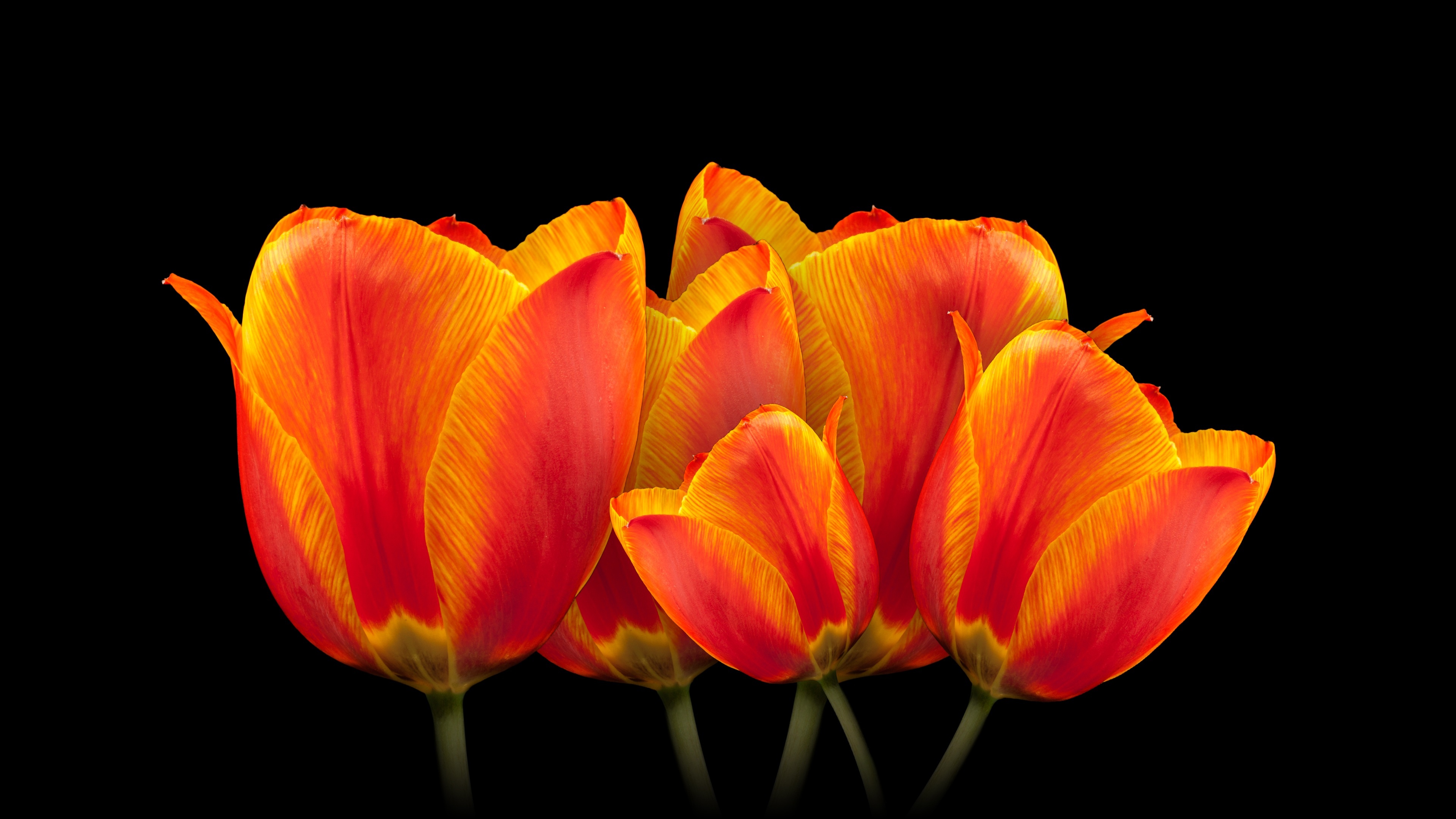 Orange tulips Wallpaper