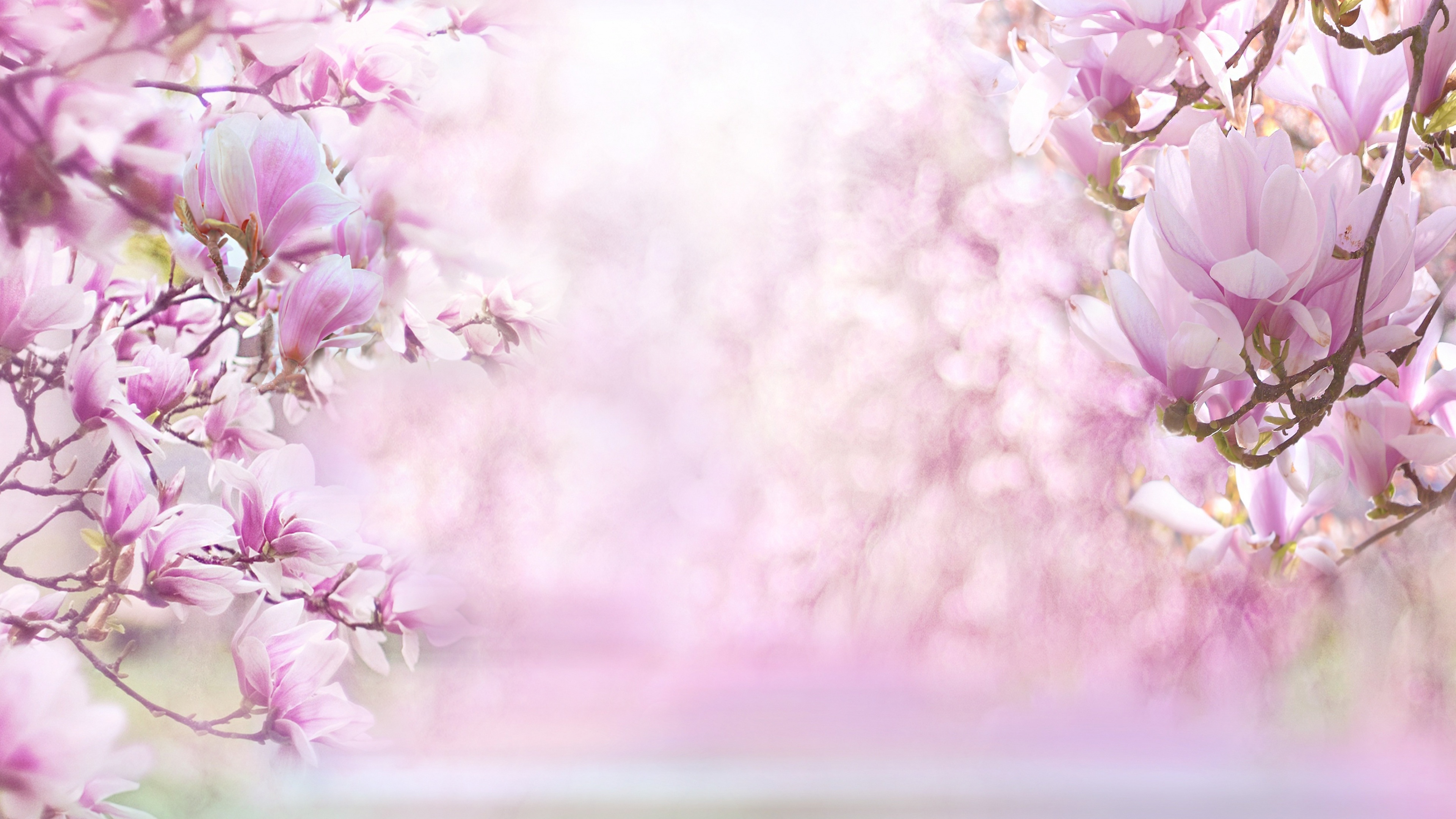 Magnolia flowers Wallpaper