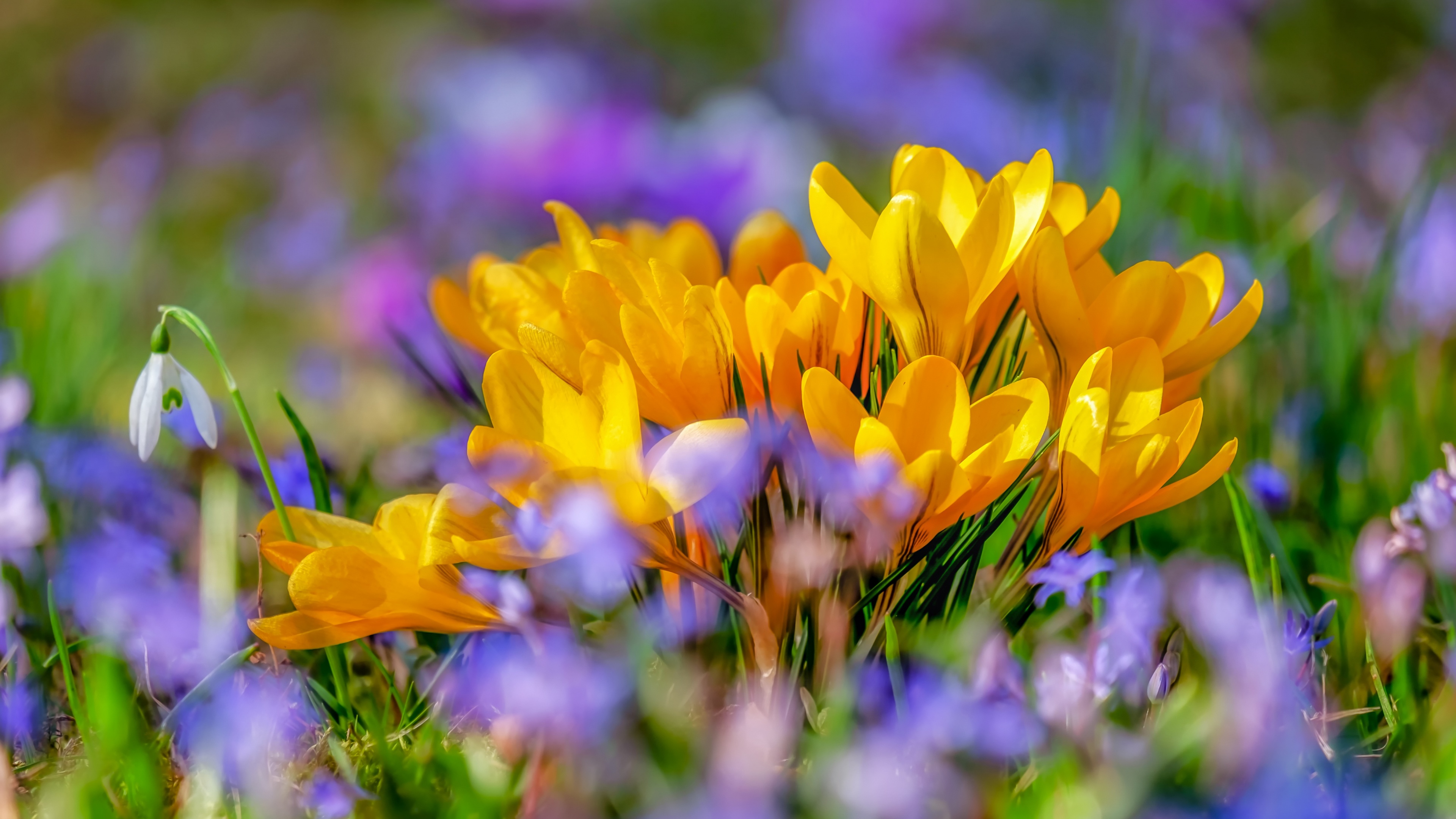 Saffron Flowers Wallpaper